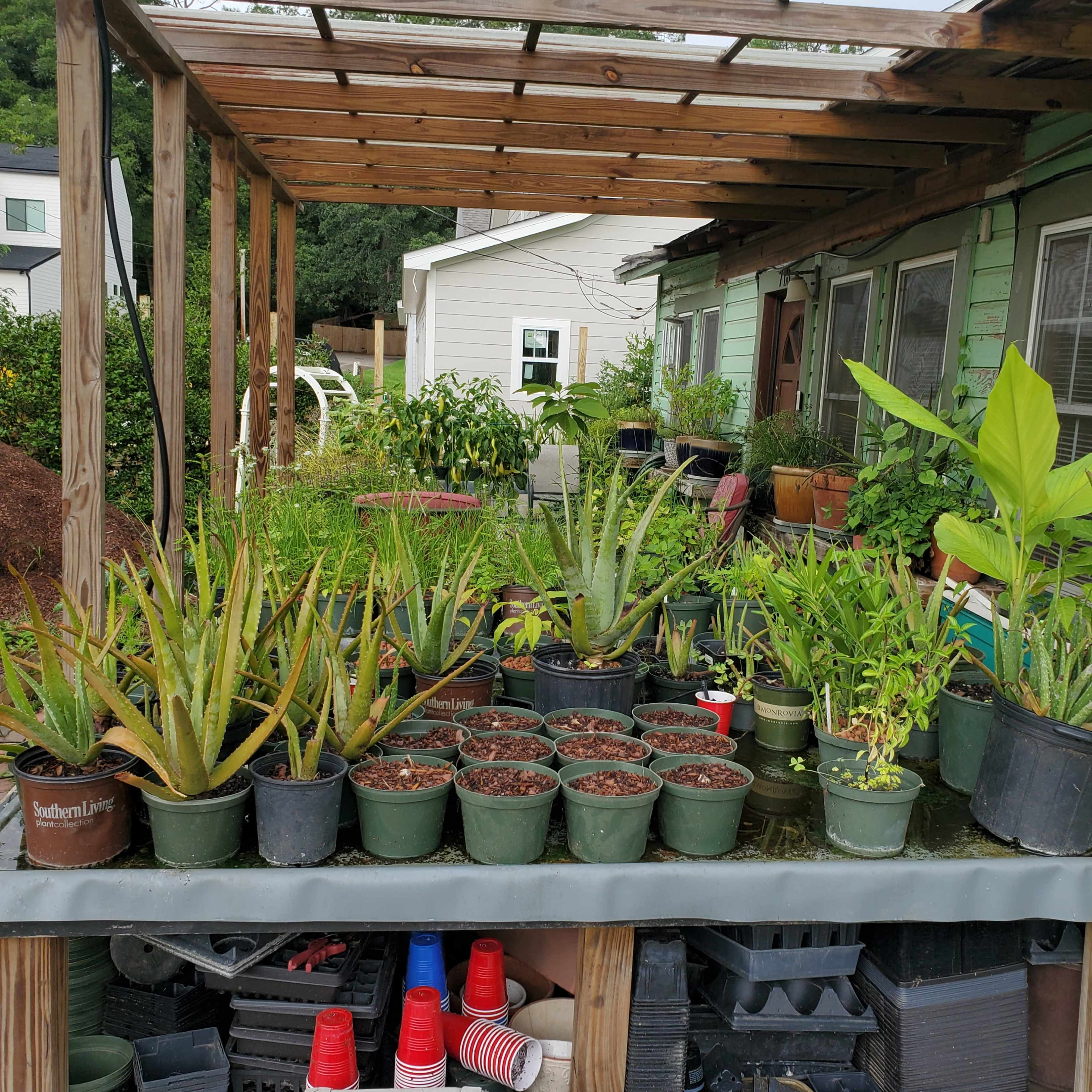 A wooden pergola shelters various potted plants and succulents arranged on a table in a garden setting.