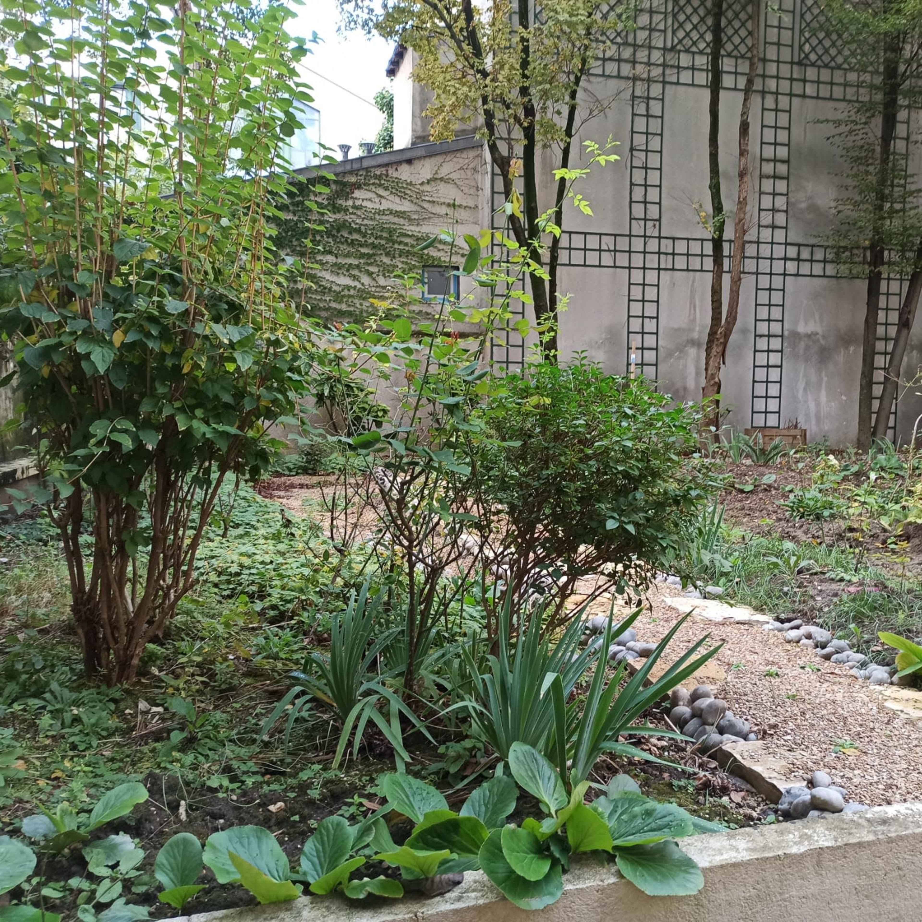 A garden path bordered by shrubs and foliage, leading through an area of cultivated plants and greenery against a textured wall.