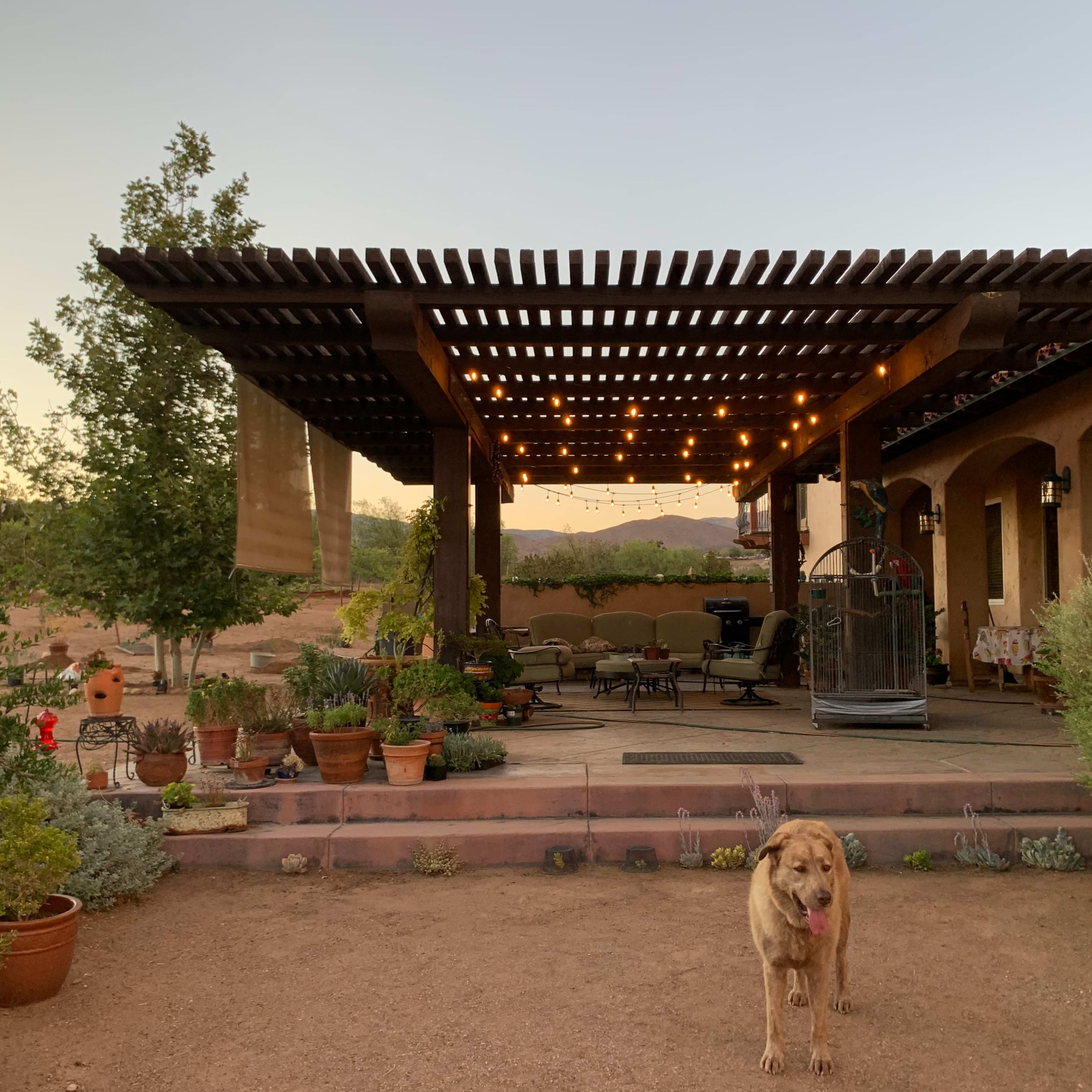 A patio with a wooden pergola and string lights is surrounded by potted plants and a dog in a desert landscape at dusk.