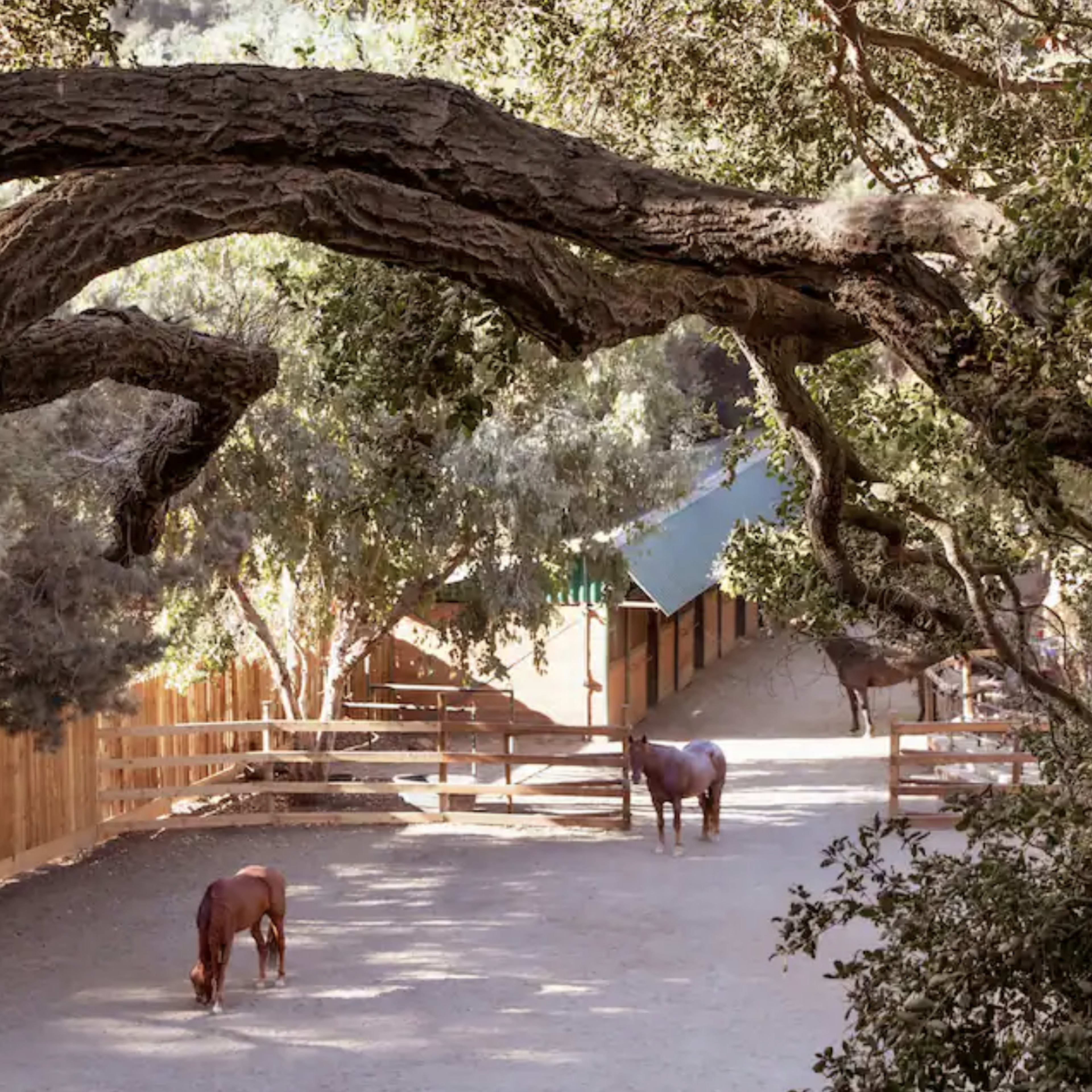 Two horses graze on a dirt path beneath large trees near a fenced area and stable.