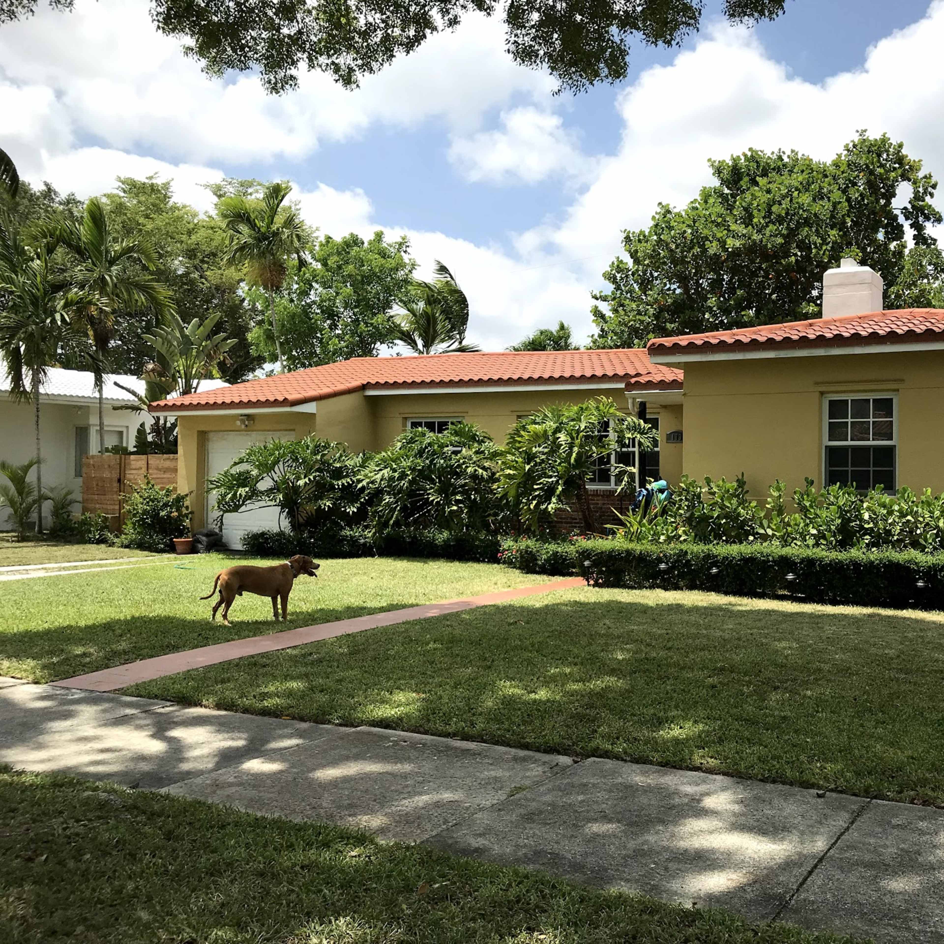 A single-story house with a red tile roof and landscaped yard features a brown dog walking along the pathway in front.