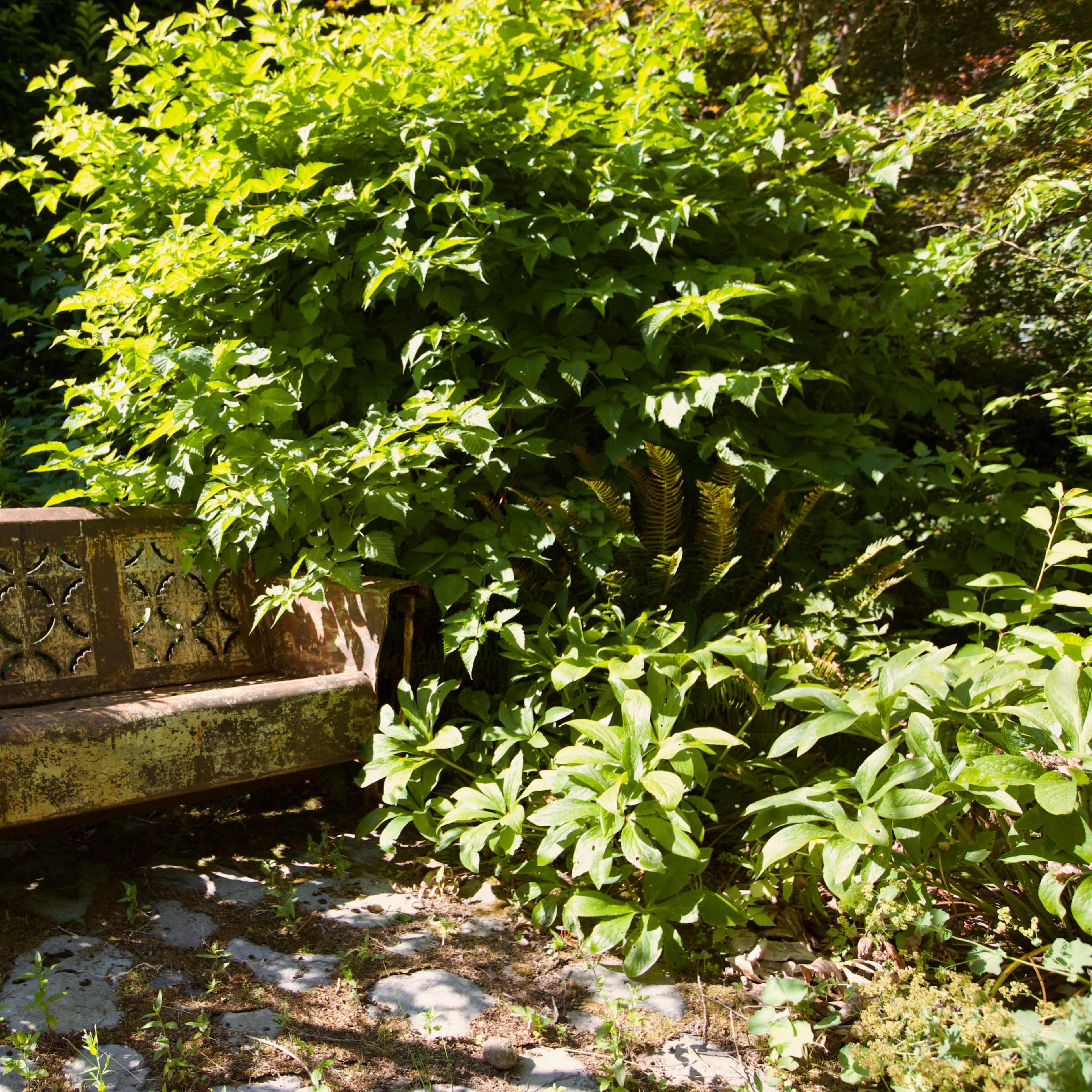 An aged, wooden bench is partially obscured by lush green foliage in a garden setting.