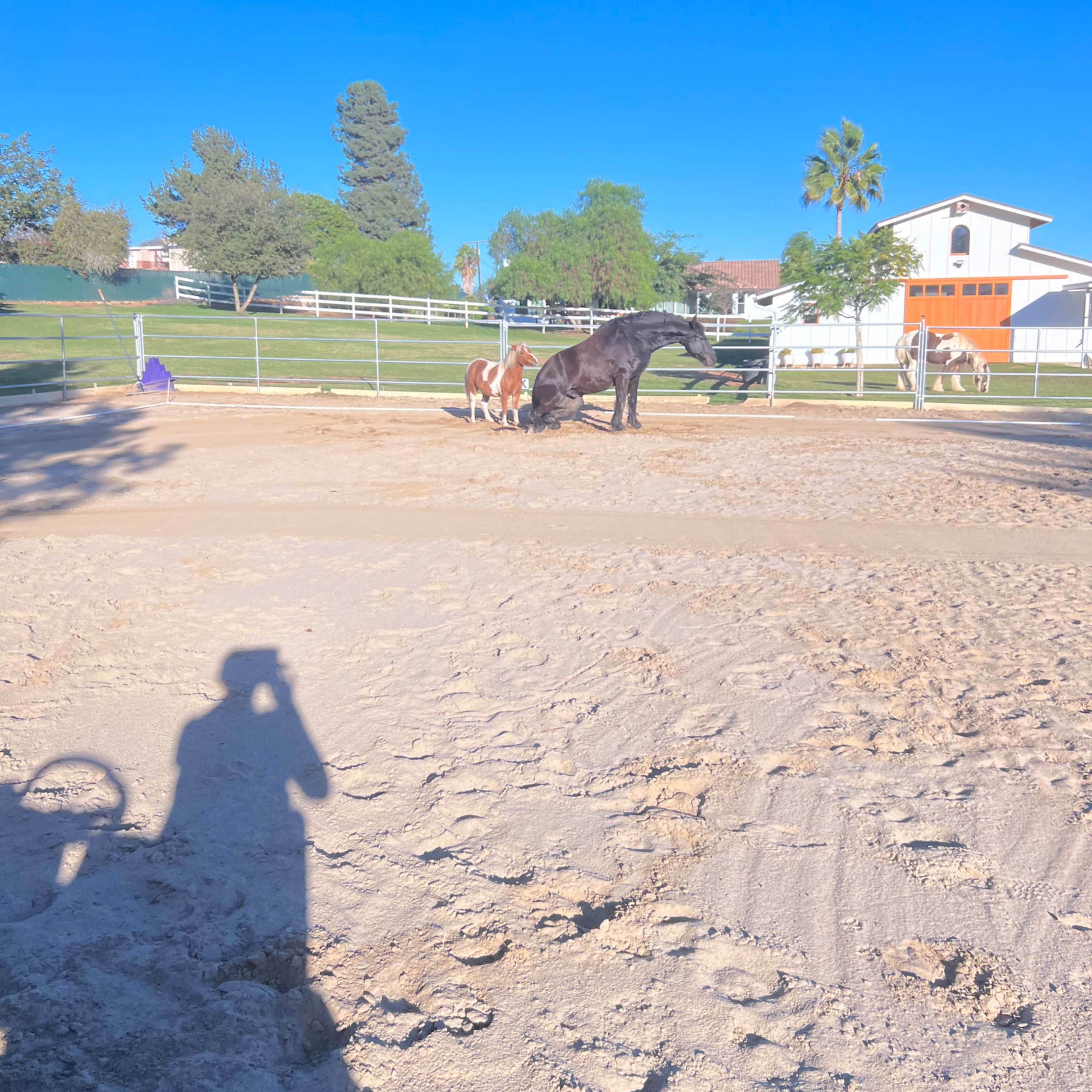 A black horse and a brown pony stand on a sandy area near a fenced pasture with a house and trees in the background.