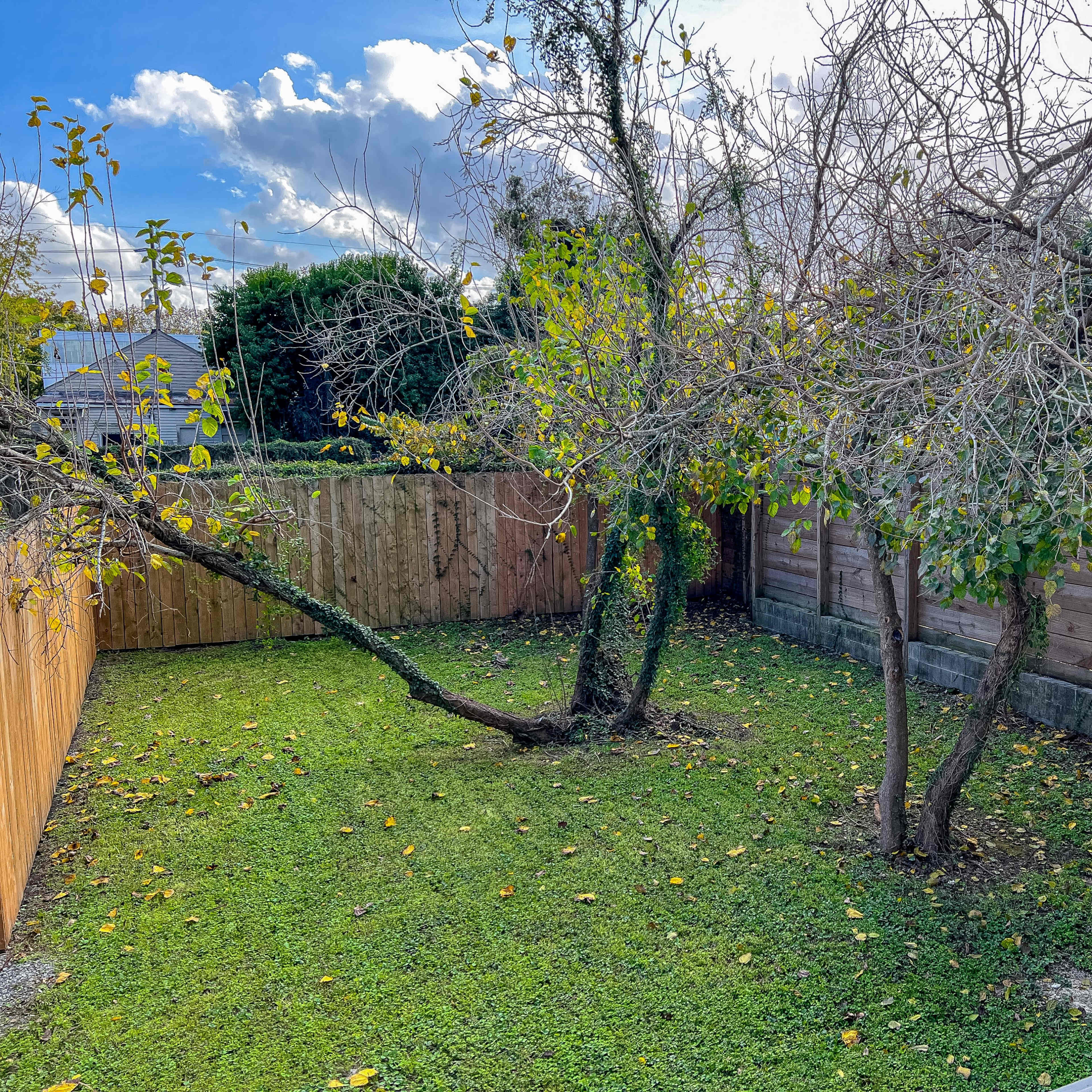A backyard with two trees, one leaning to the side, surrounded by grass and a wooden fence.