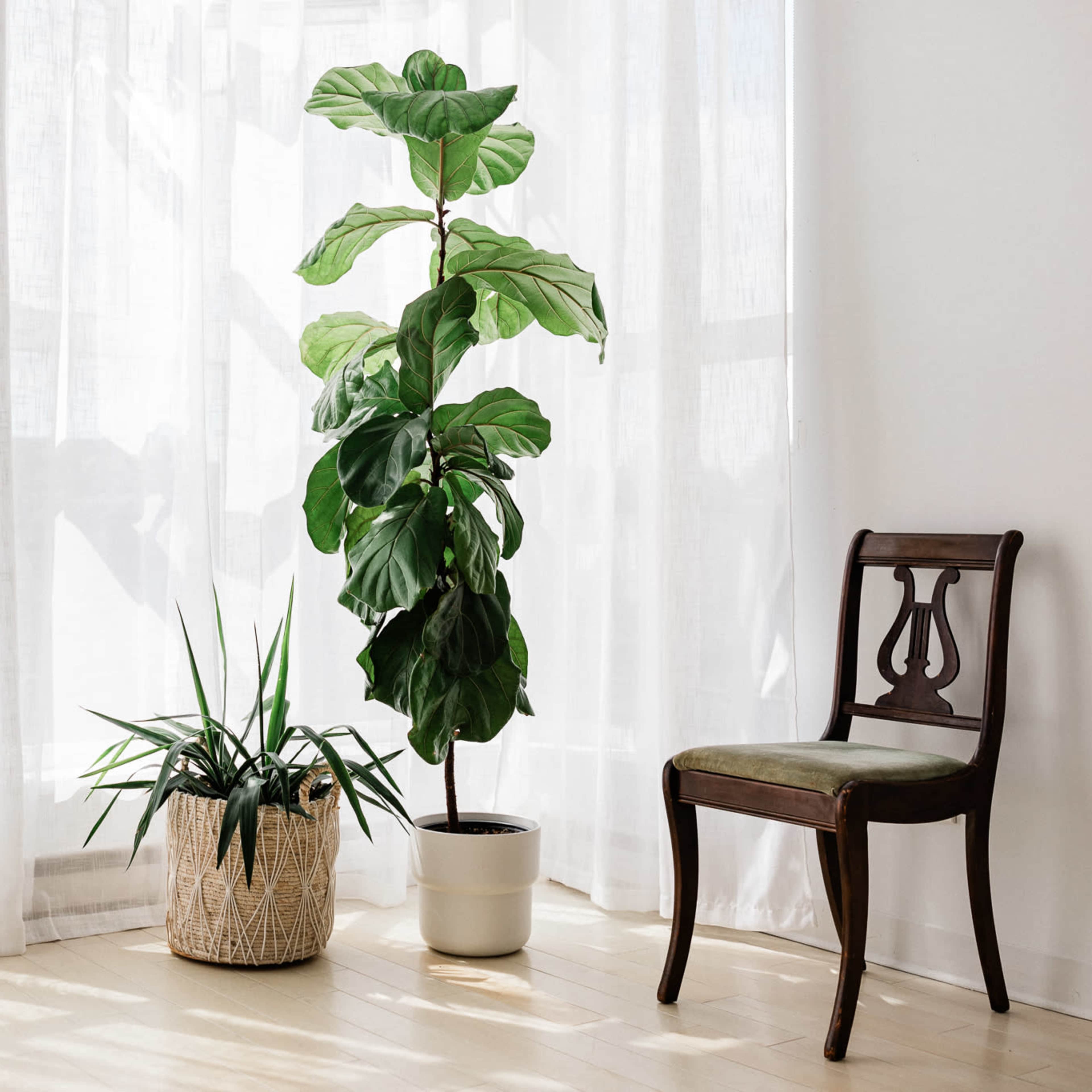 BREATHTAKING Natural Light in Langley City! Image in Langley, Langley, BC