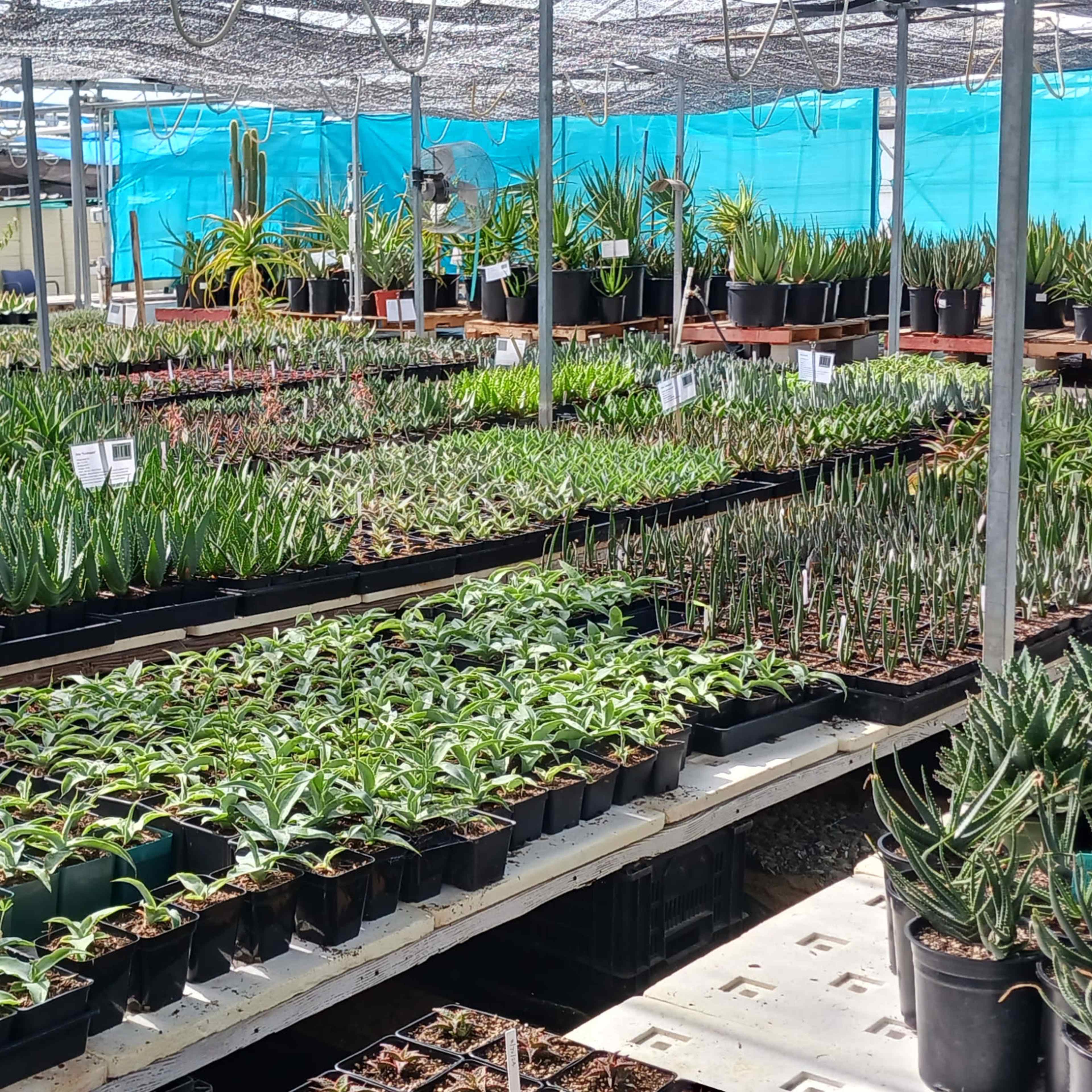 Hwy 1 Greenhouse with thousands of plants Image in Half Moon Bay, Half Moon Bay, CA
