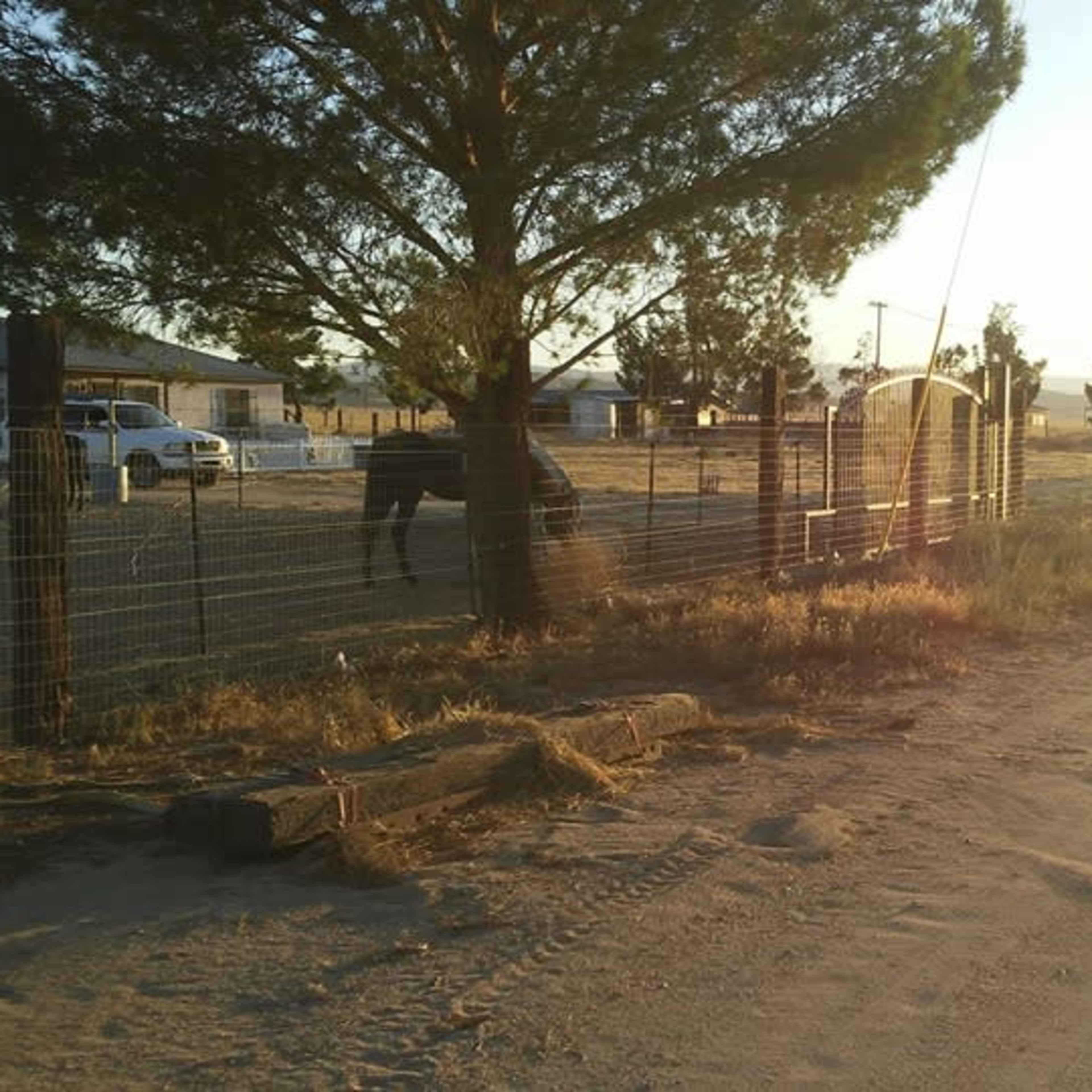 A dirt road runs beside a fenced property with a tree and a horse in the late afternoon sun.