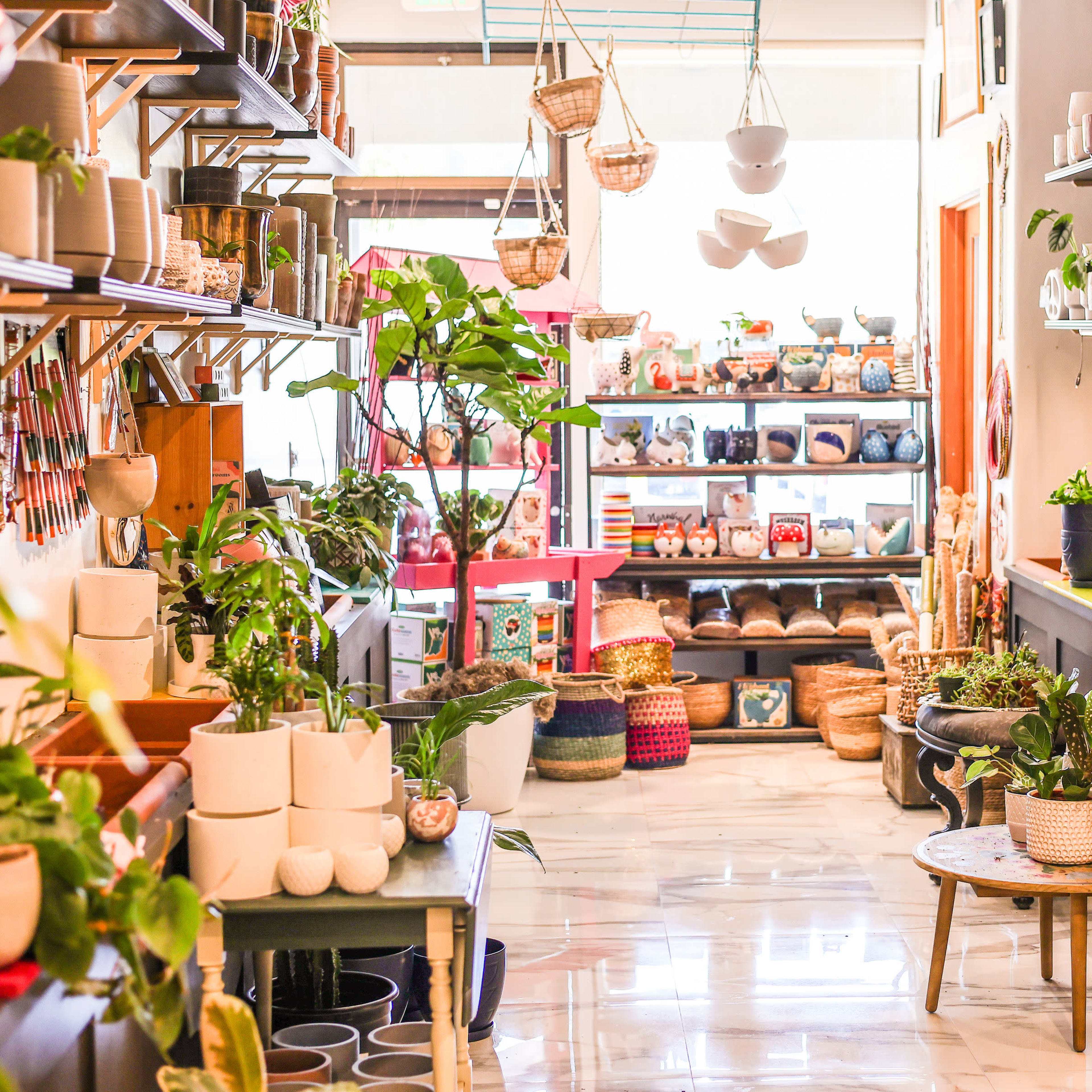 A well-organized indoor shop filled with a variety of plants, decorative pots, and home goods displayed on shelves and tables.