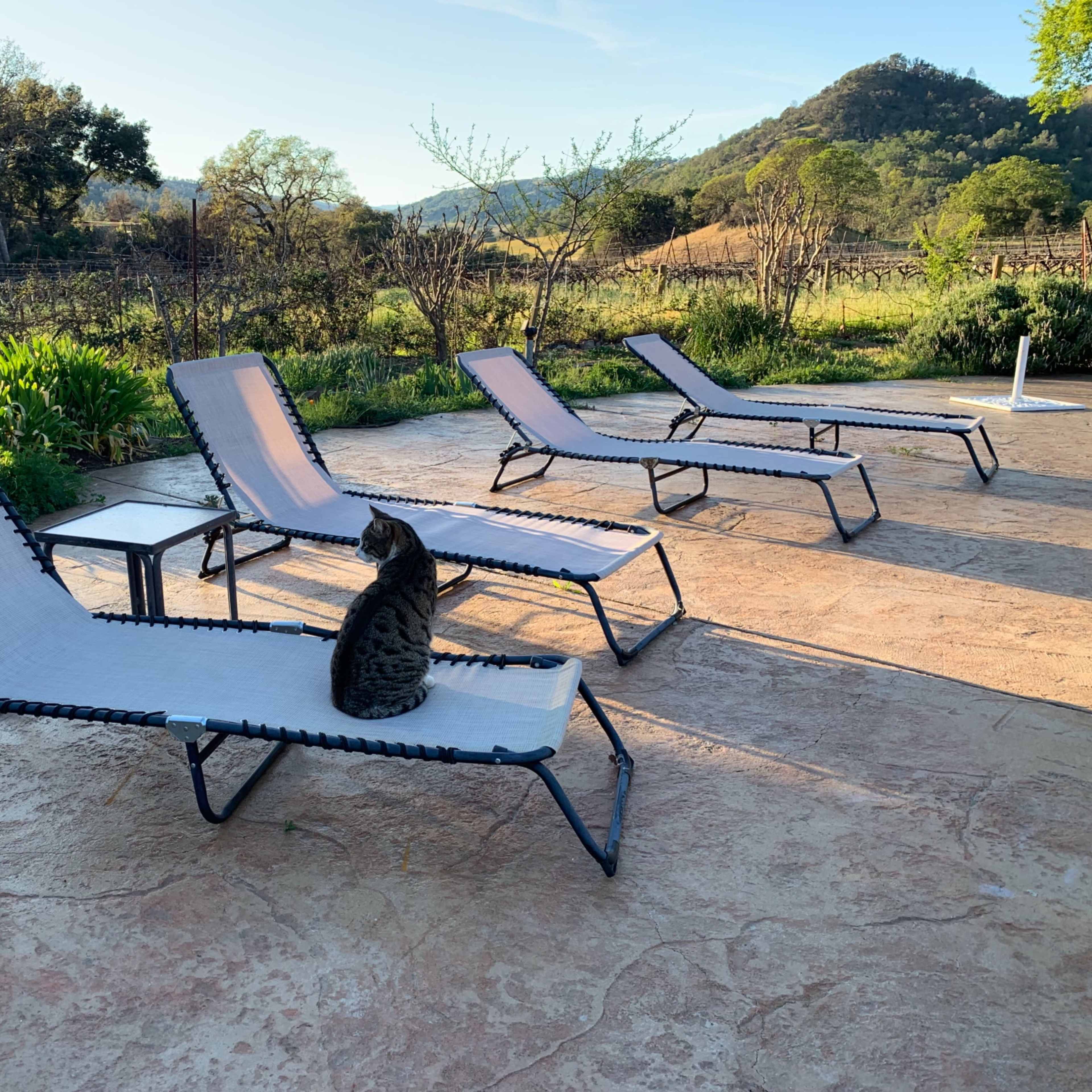 Four lounge chairs are arranged on a patio surrounded by greenery and hills, with a cat sitting on one of the chairs.