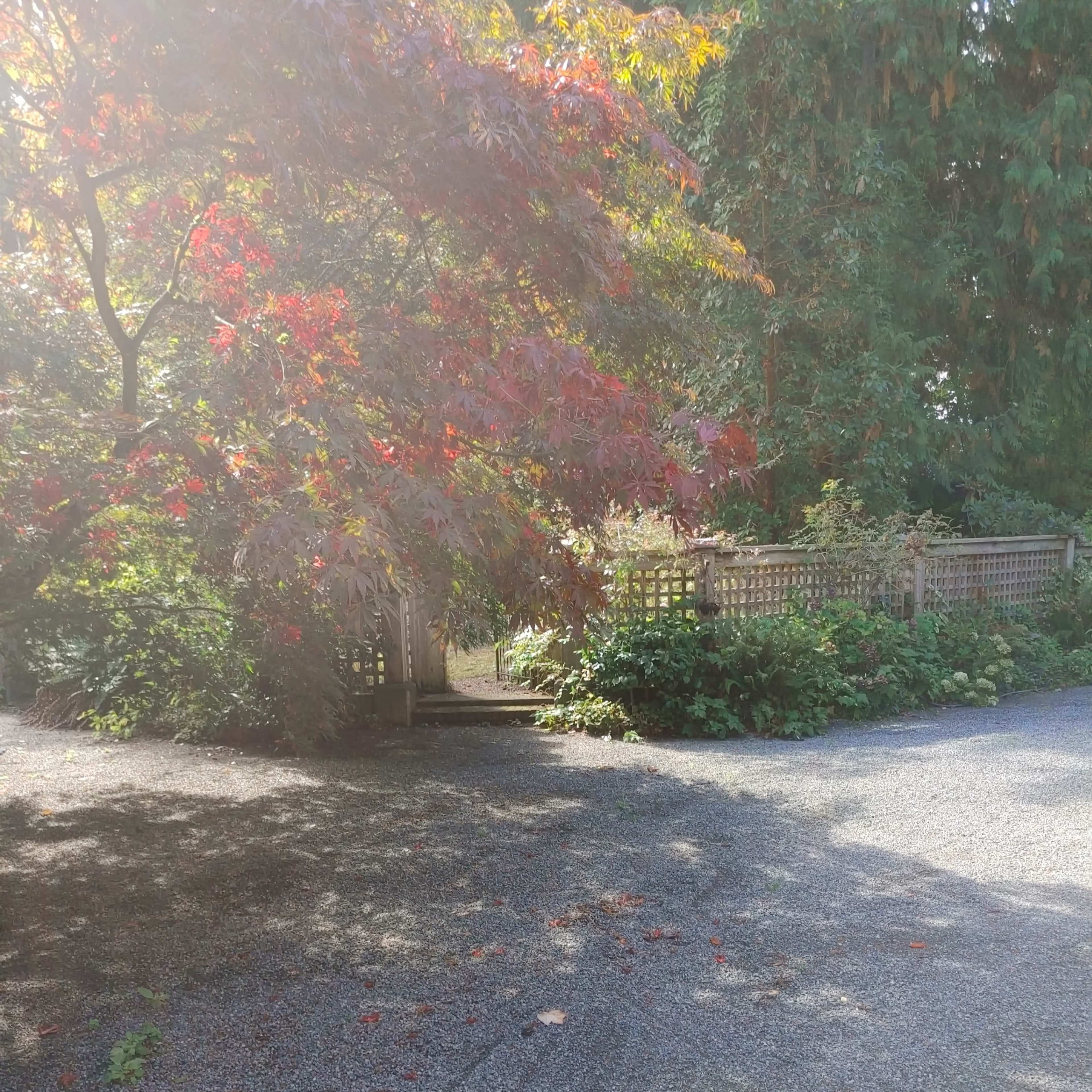 A pathway leads through a garden with a red-leaved tree and a wooden gate in the background.