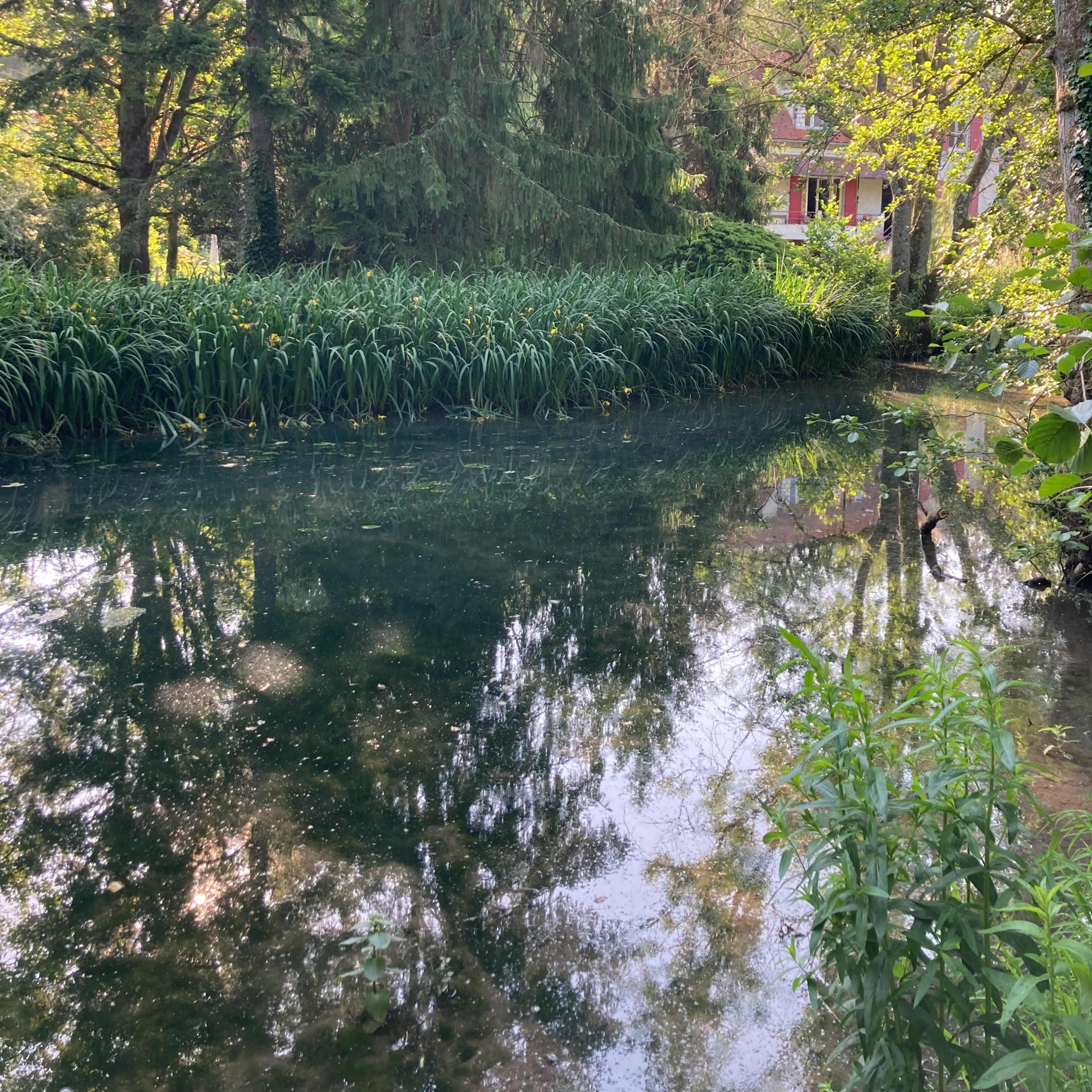 The scene shows a calm pond surrounded by lush greenery and tall trees, reflecting the natural surroundings.