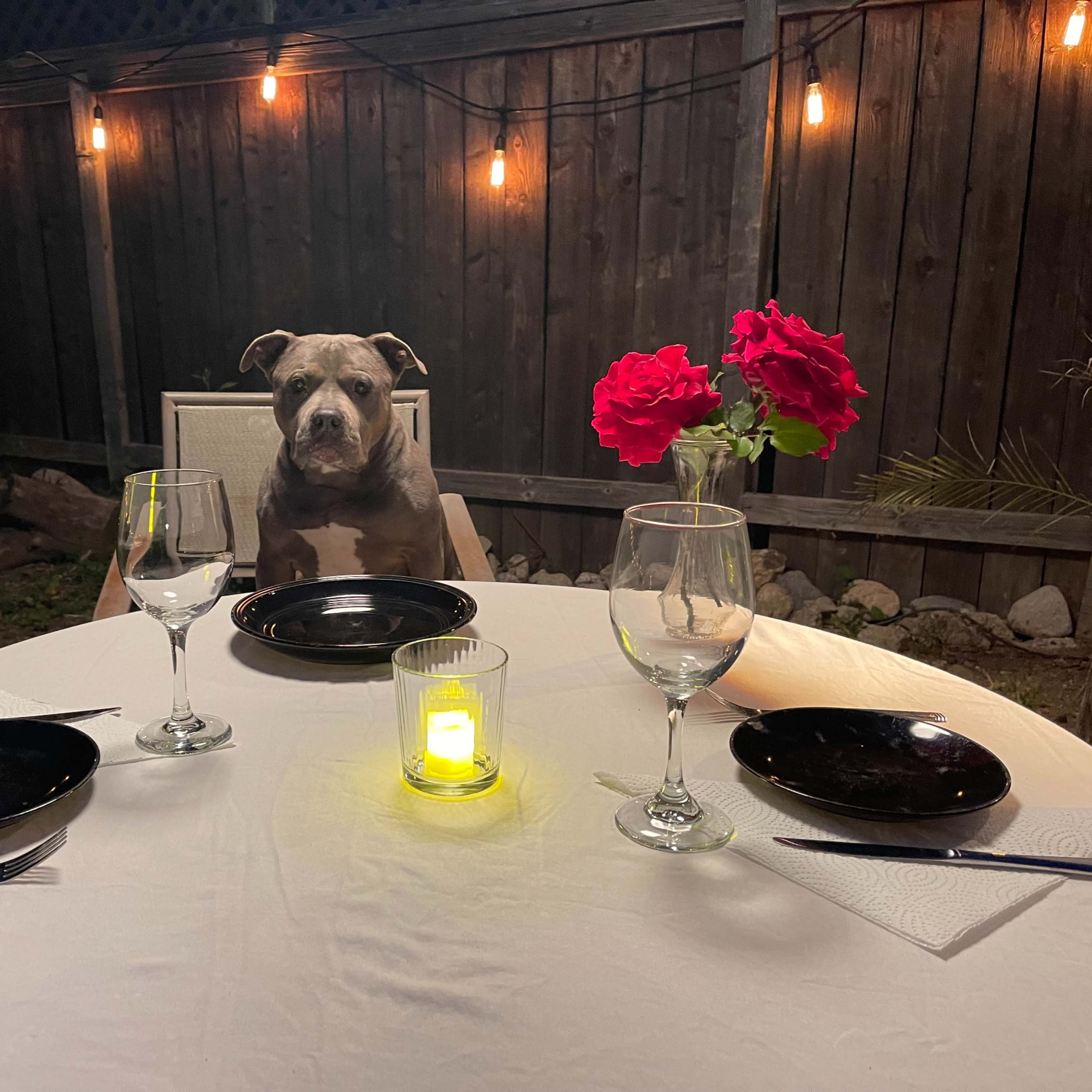 A dog sits at a table set for dinner, illuminated by string lights and a candle, surrounded by flowers and empty plates.