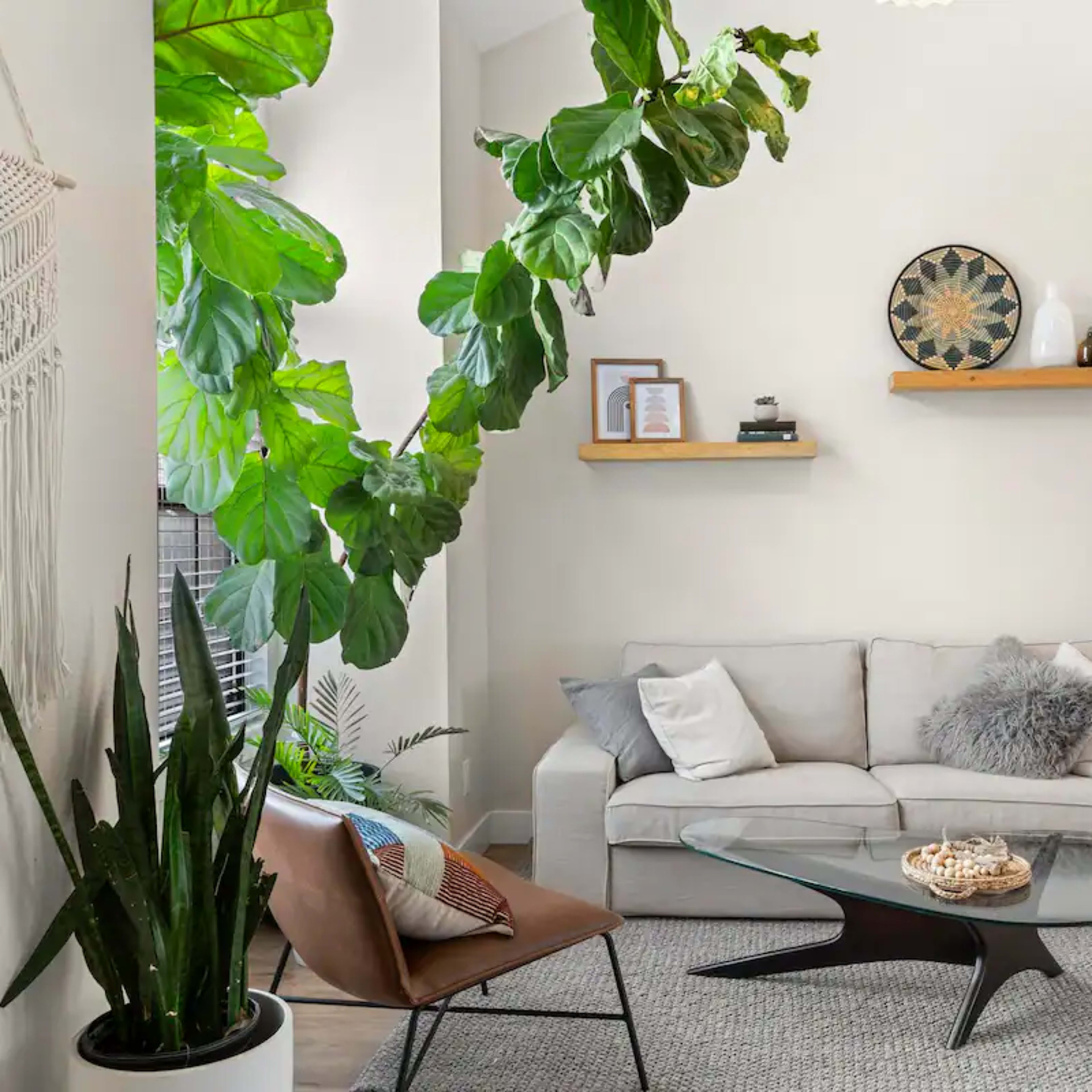 A modern living room features a light-colored sofa, a glass coffee table, and plants, with shelves displaying decorative items on the walls.