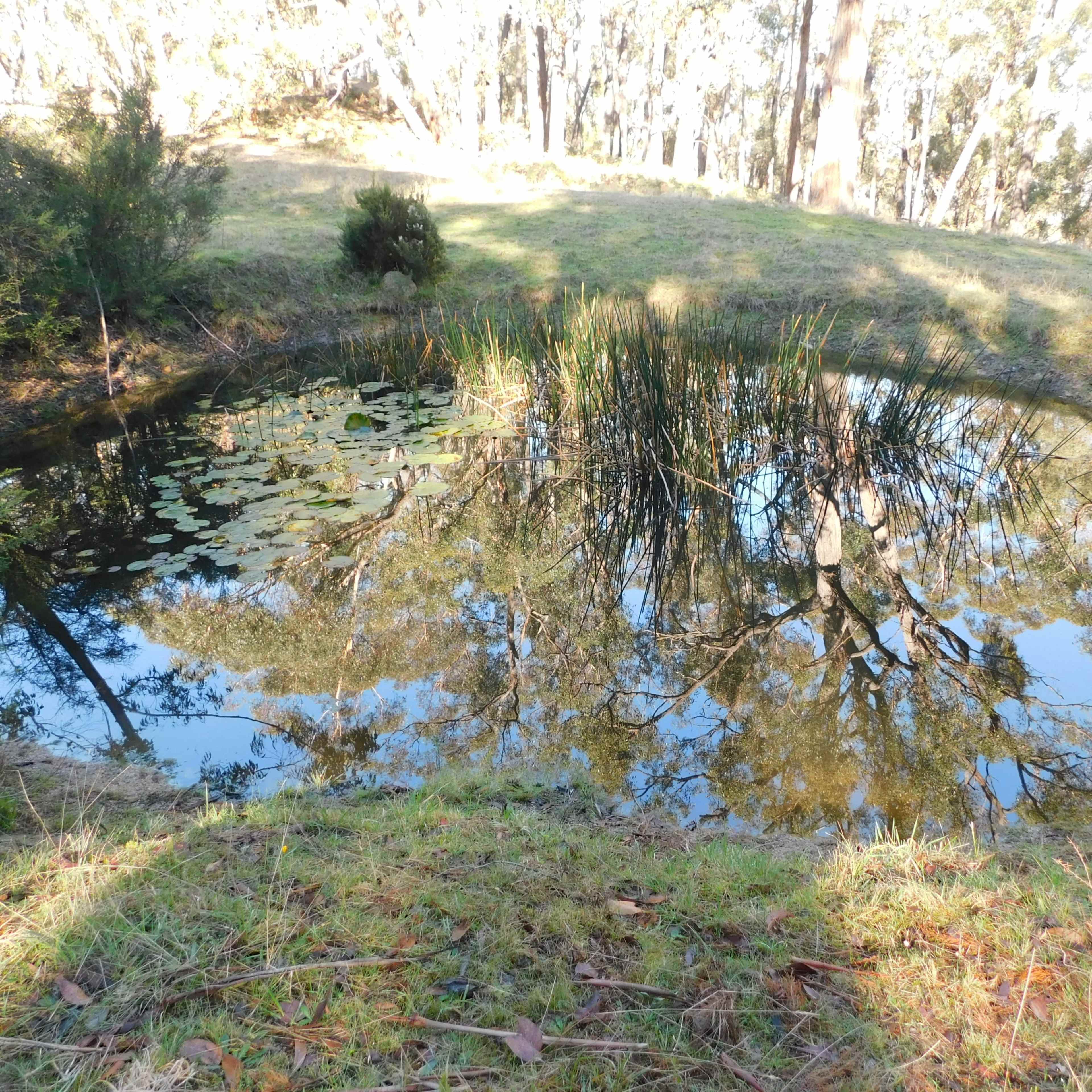 A small pond surrounded by grass and trees reflects the surrounding landscape and plants.