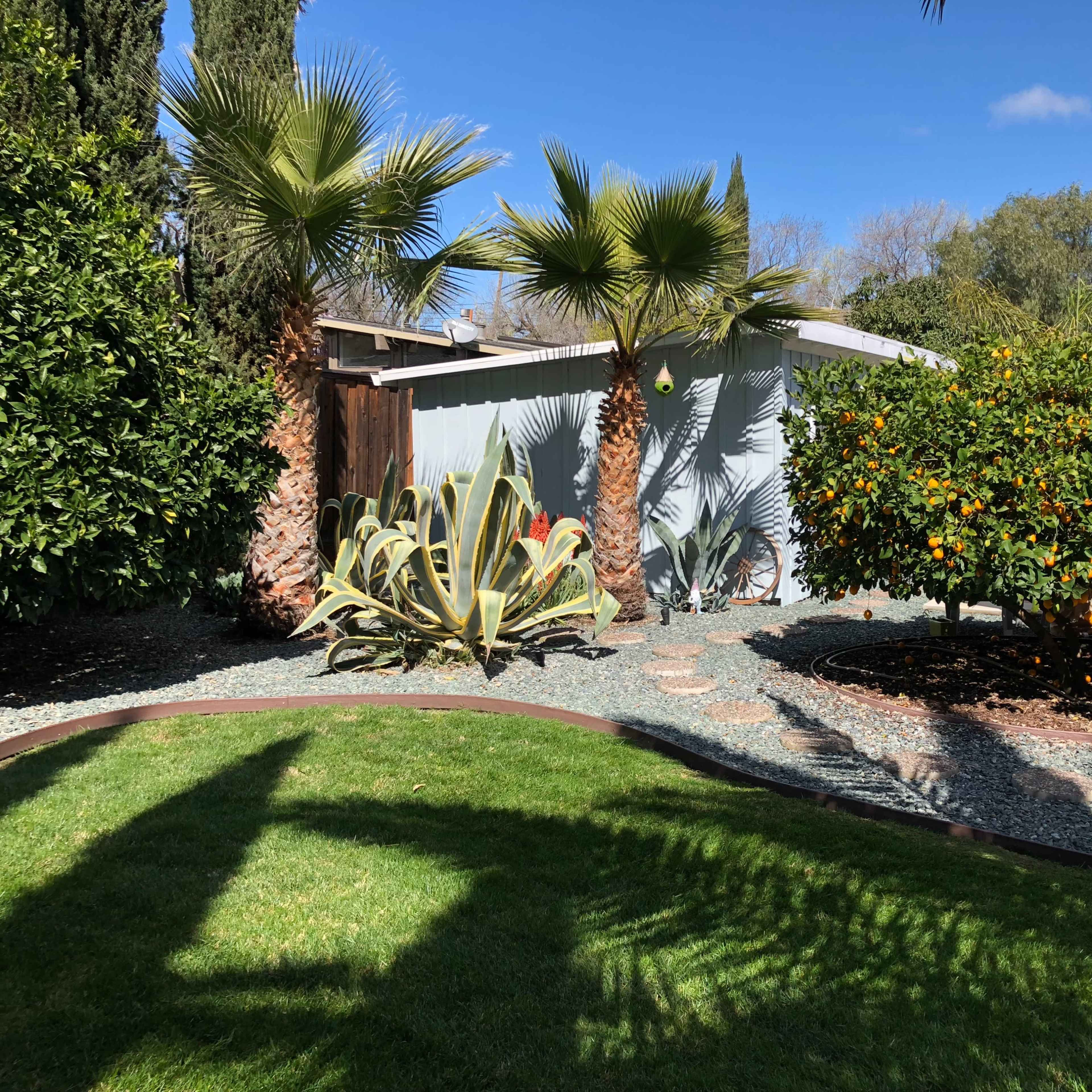 The scene shows a landscaped yard featuring palm trees, a gravel pathway, and citrus trees.