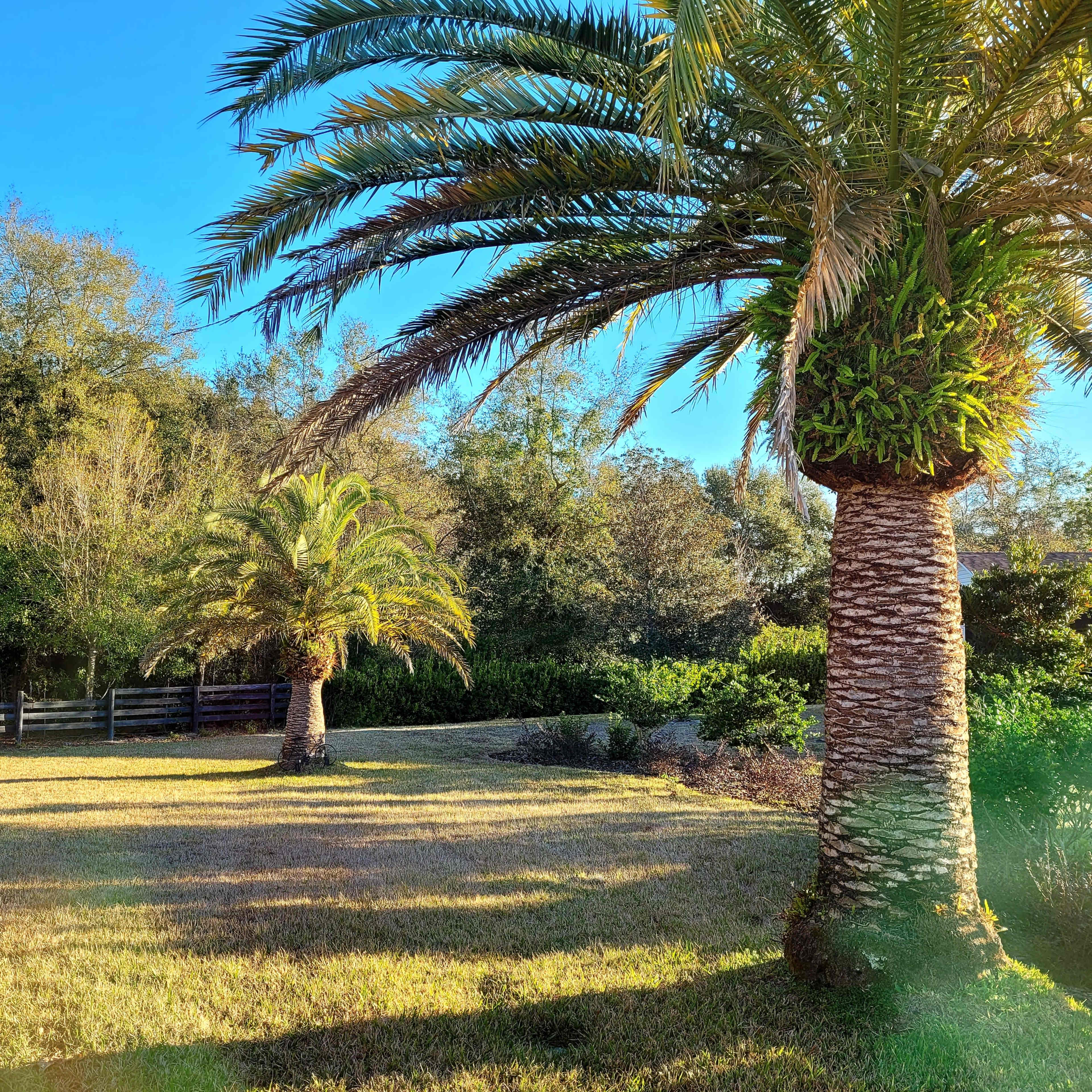 Two tall palm trees in a grassy area with a line of trees and a fence in the background.