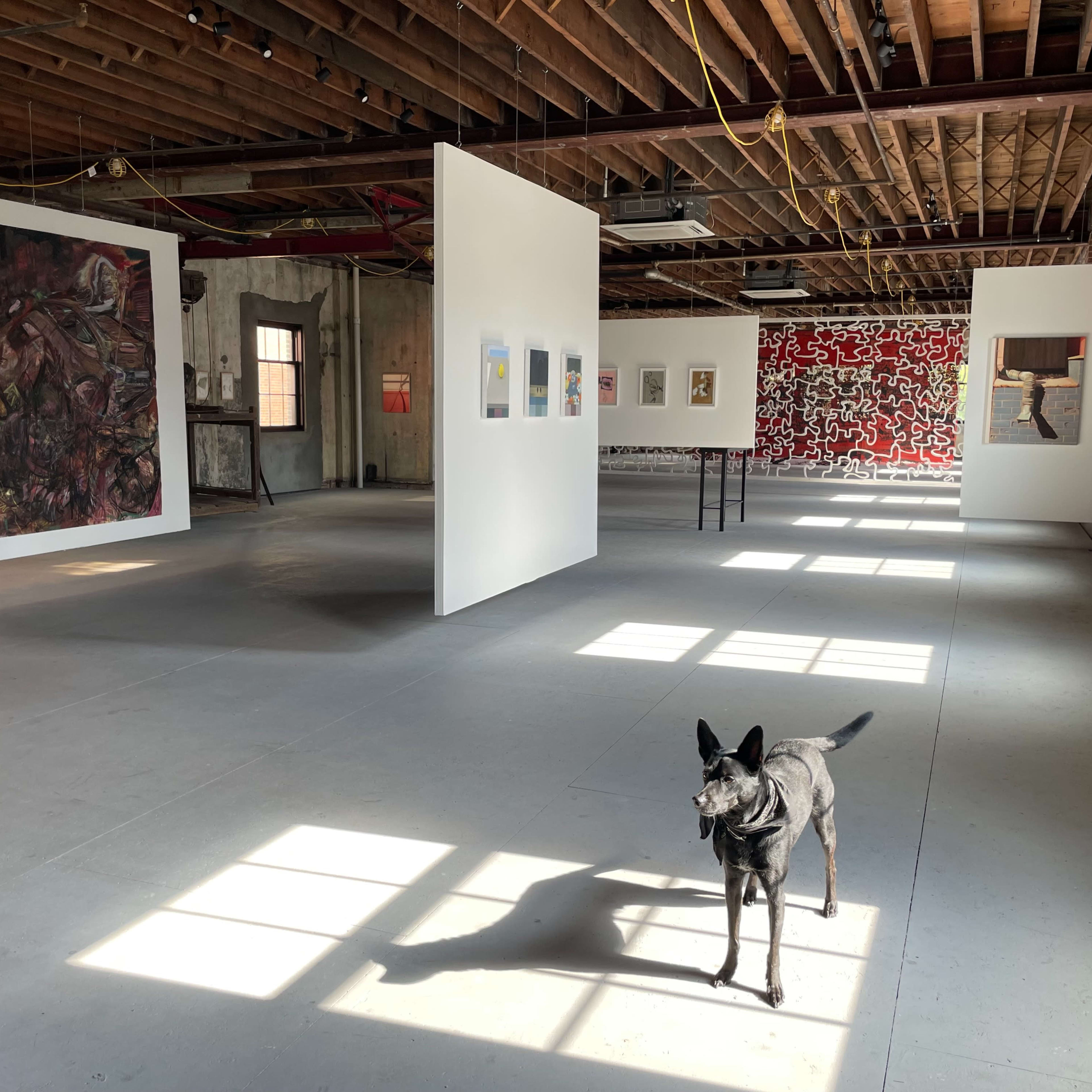 An art gallery with white walls displaying various artworks, and a dog standing on the floor with light filtering in through windows.