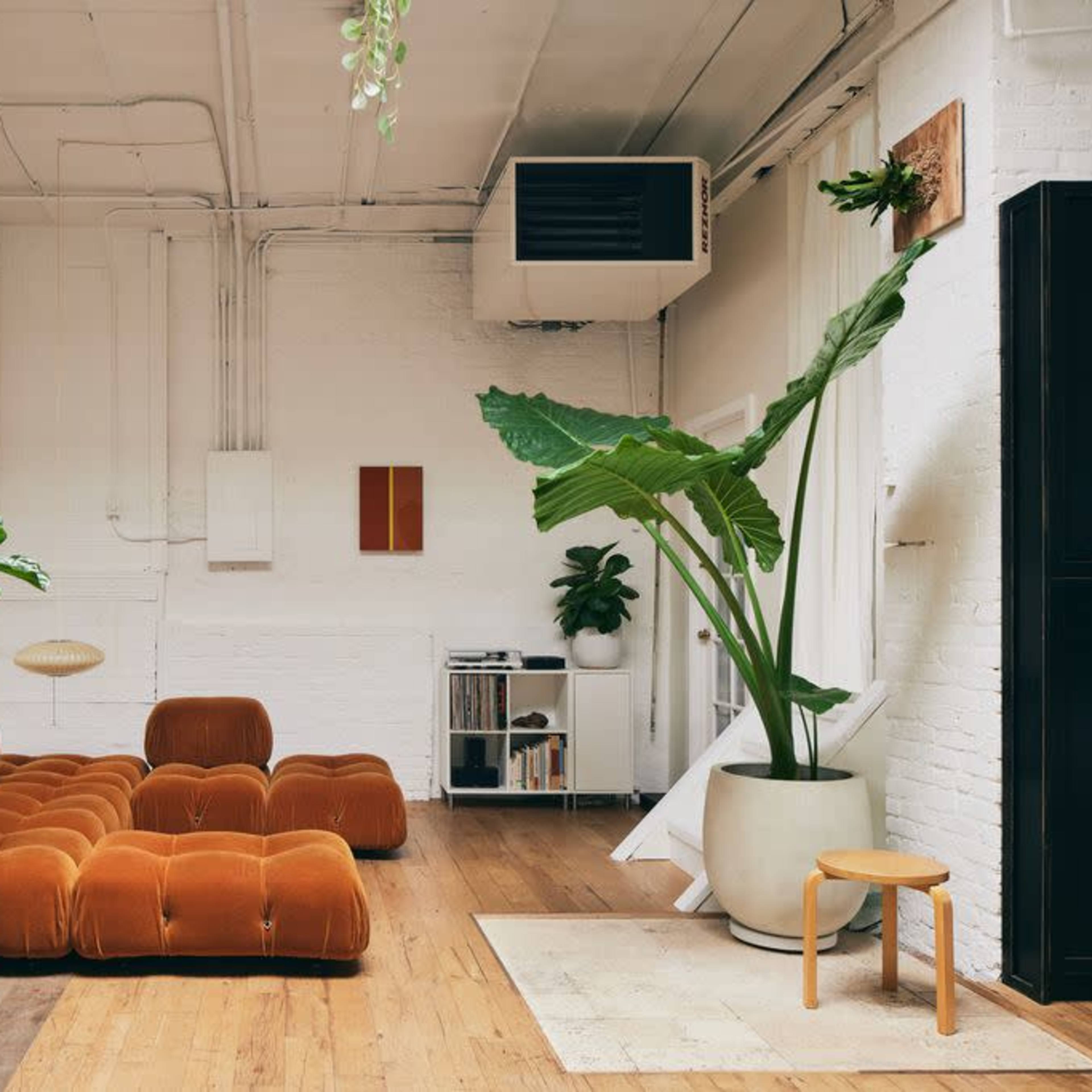 A spacious living area featuring a large orange couch, two tall indoor plants, a wooden floor, and minimalistic decor.