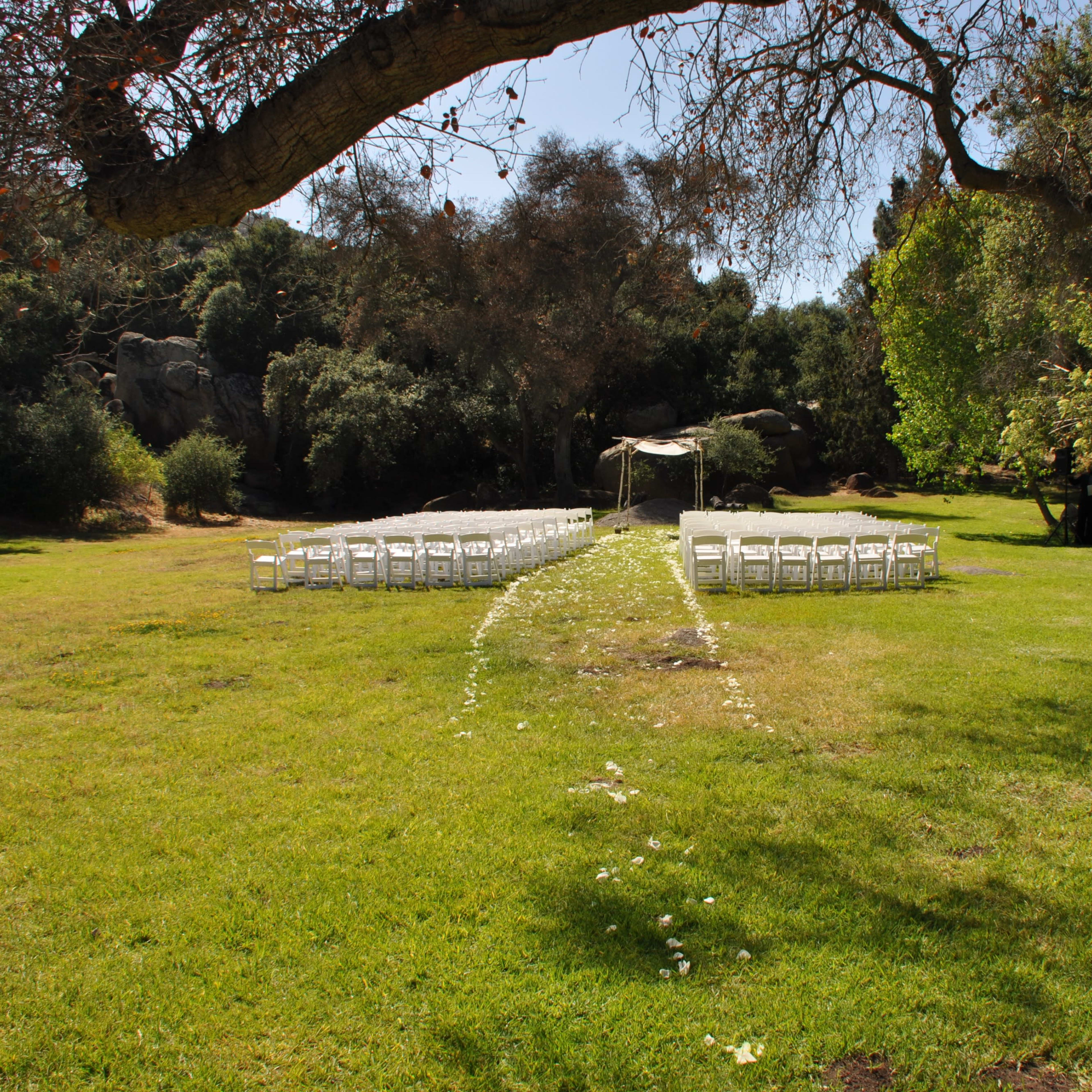 A series of white chairs are lined up in a grassy area beneath a tree, leading to a small canopy decorated with flower petals.