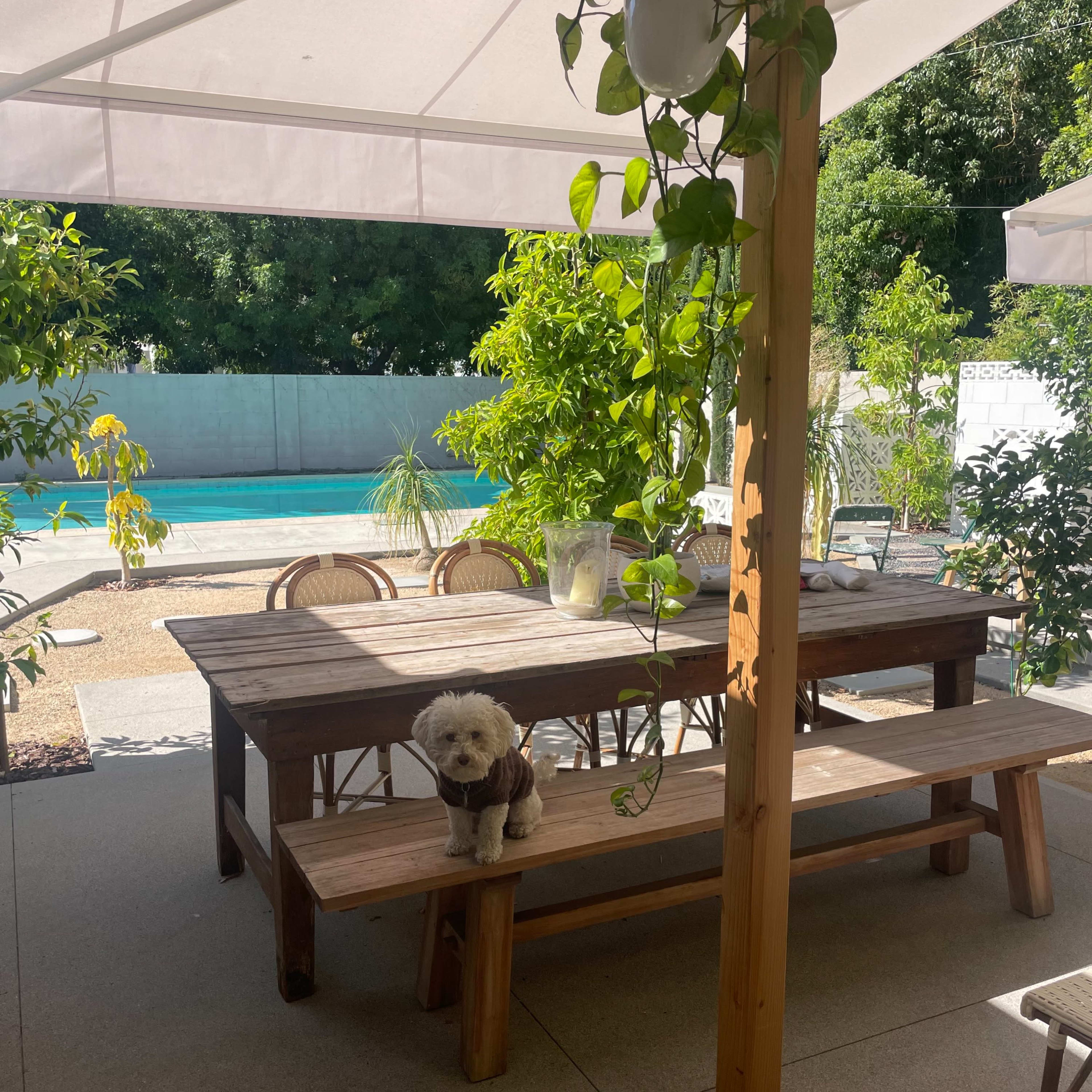 A wooden dining table with benches is set under a shaded patio, featuring a small dog and greenery, overlooking a swimming pool in the background.