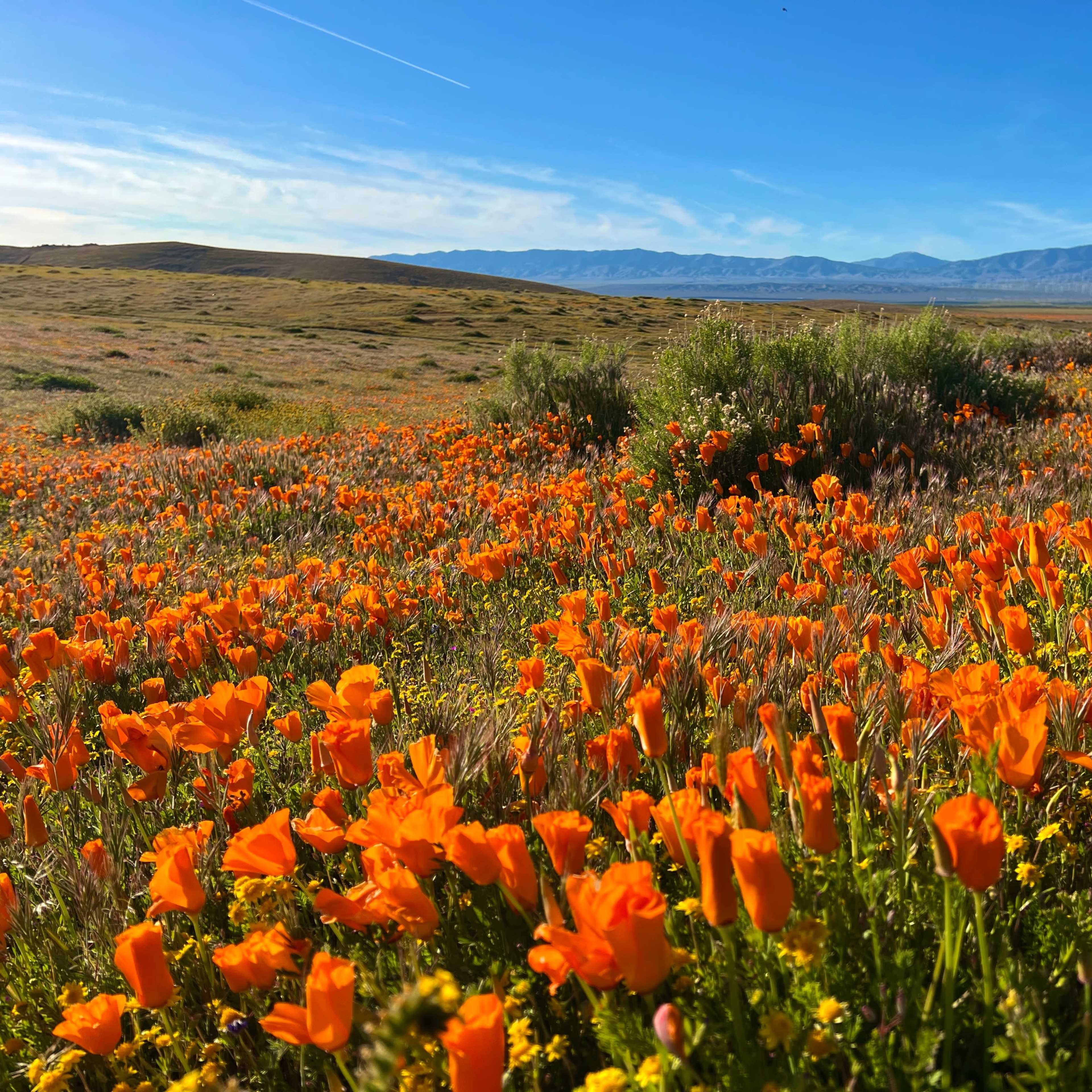 A field is filled with bright orange poppy flowers against a backdrop of rolling hills and distant mountains under a clear blue sky.