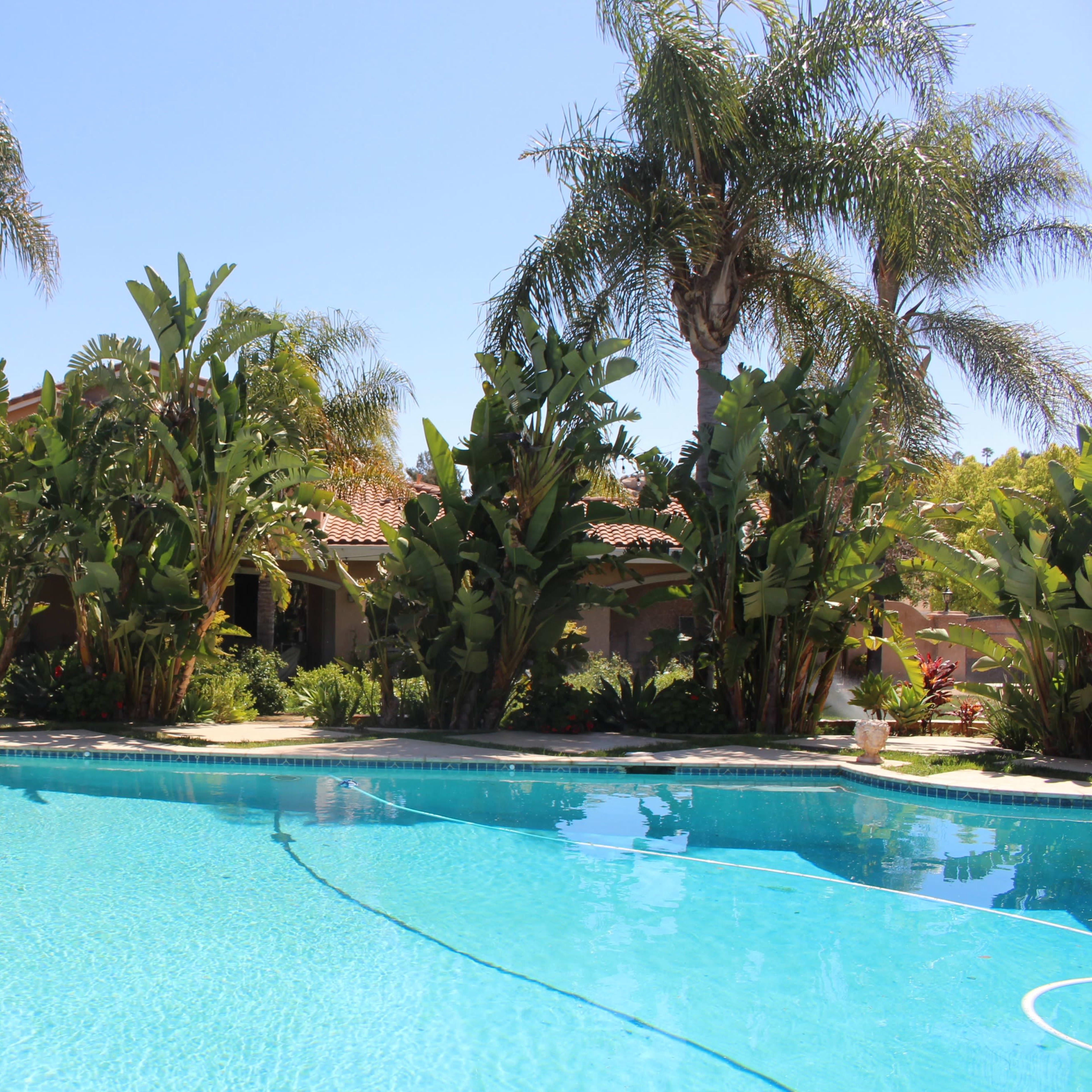 A bright swimming pool surrounded by tall palm trees and lush green plants in a landscaped backyard.