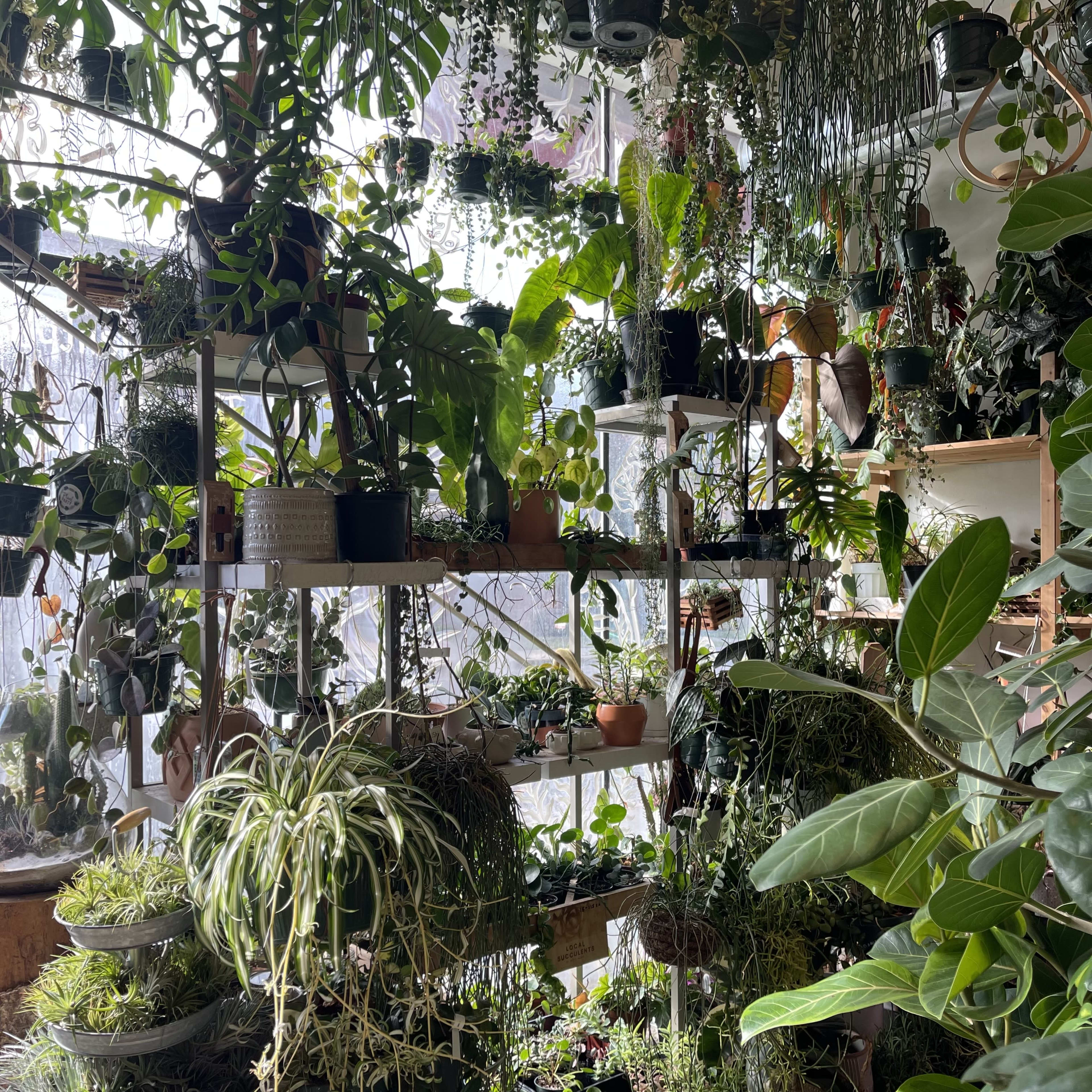 A densely arranged collection of various indoor plants on multiple shelves, illuminated by natural light coming from a nearby window.