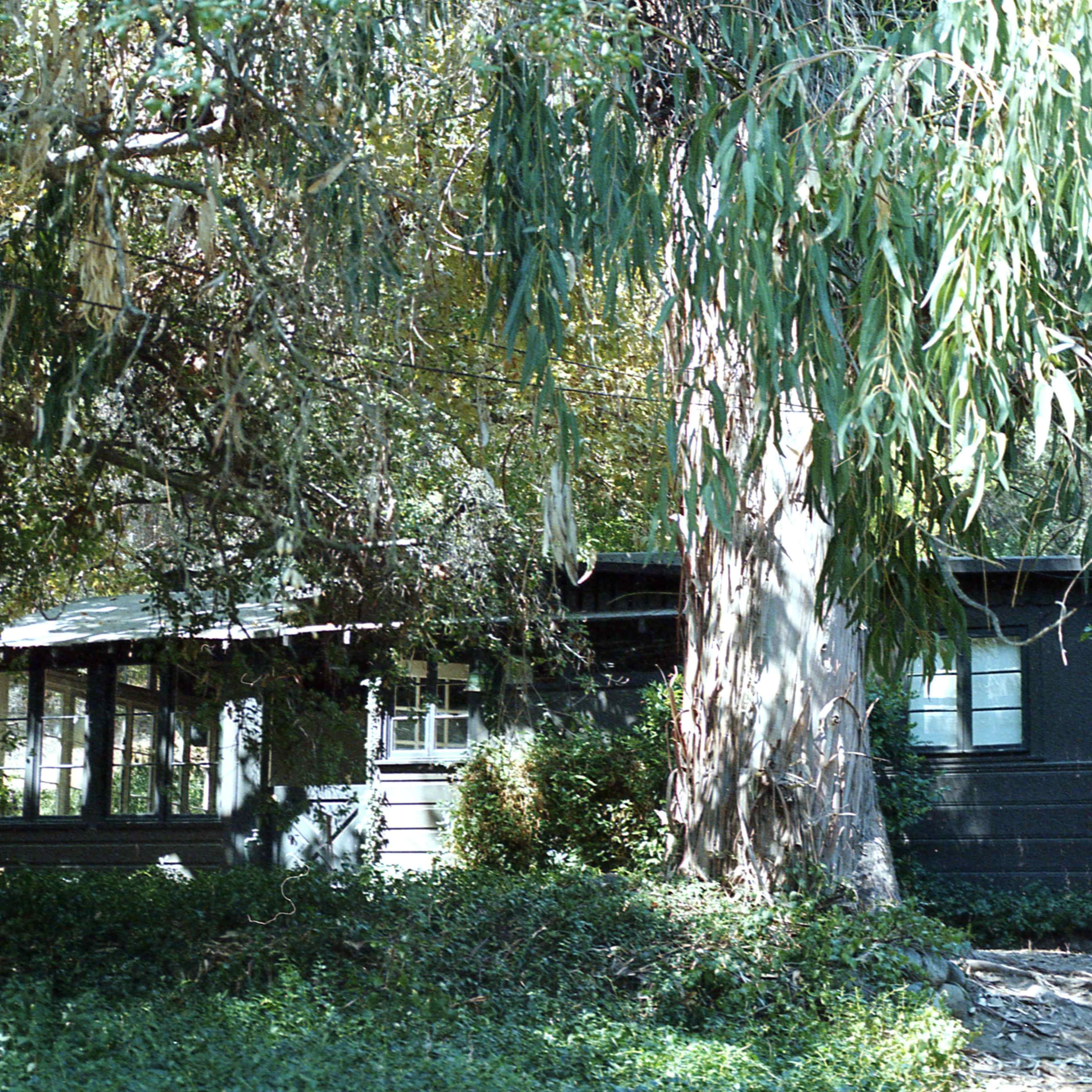 A small, dark house with a porch is partially obscured by trees and dense greenery.