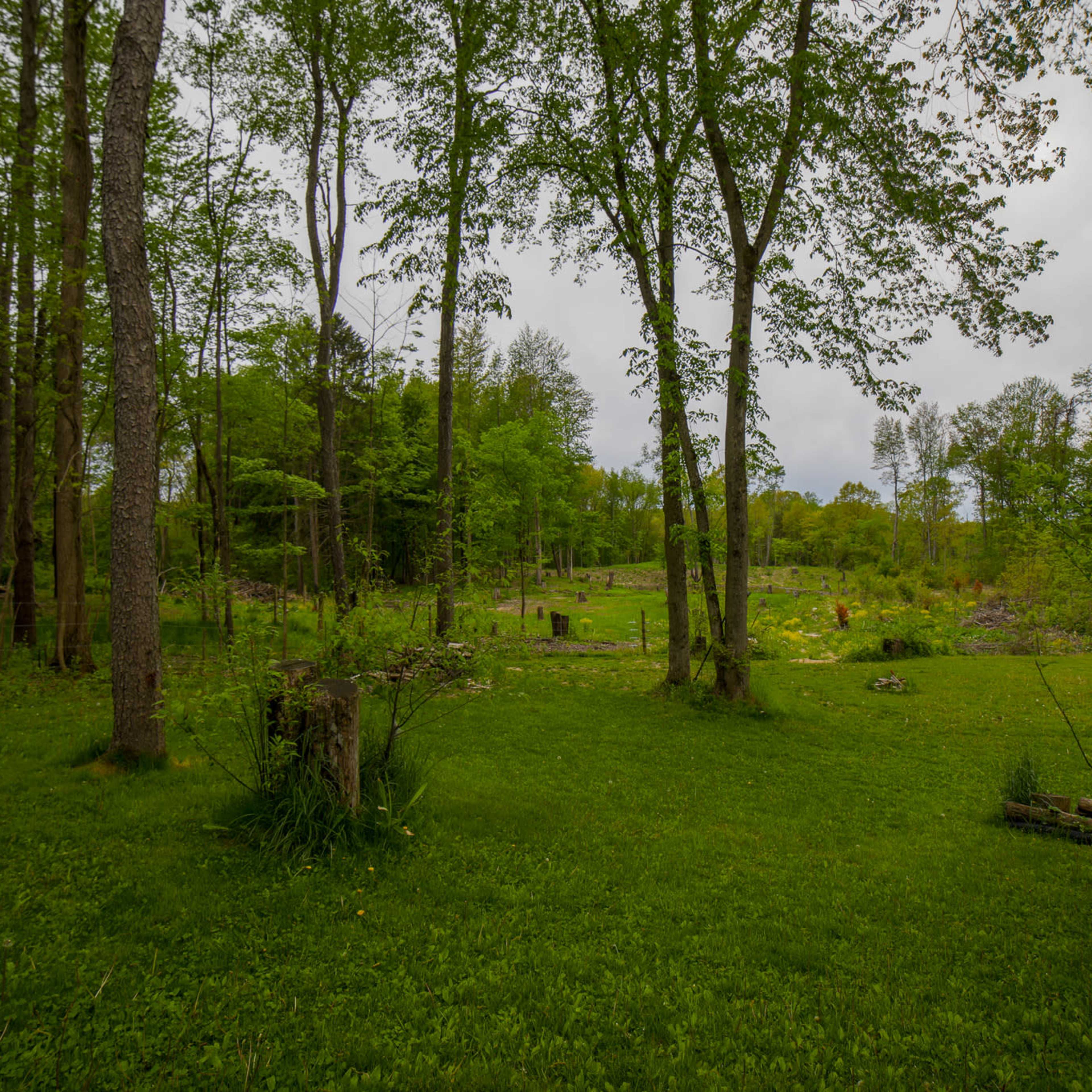 A wooded area with tall trees and a grassy landscape under a cloudy sky.
