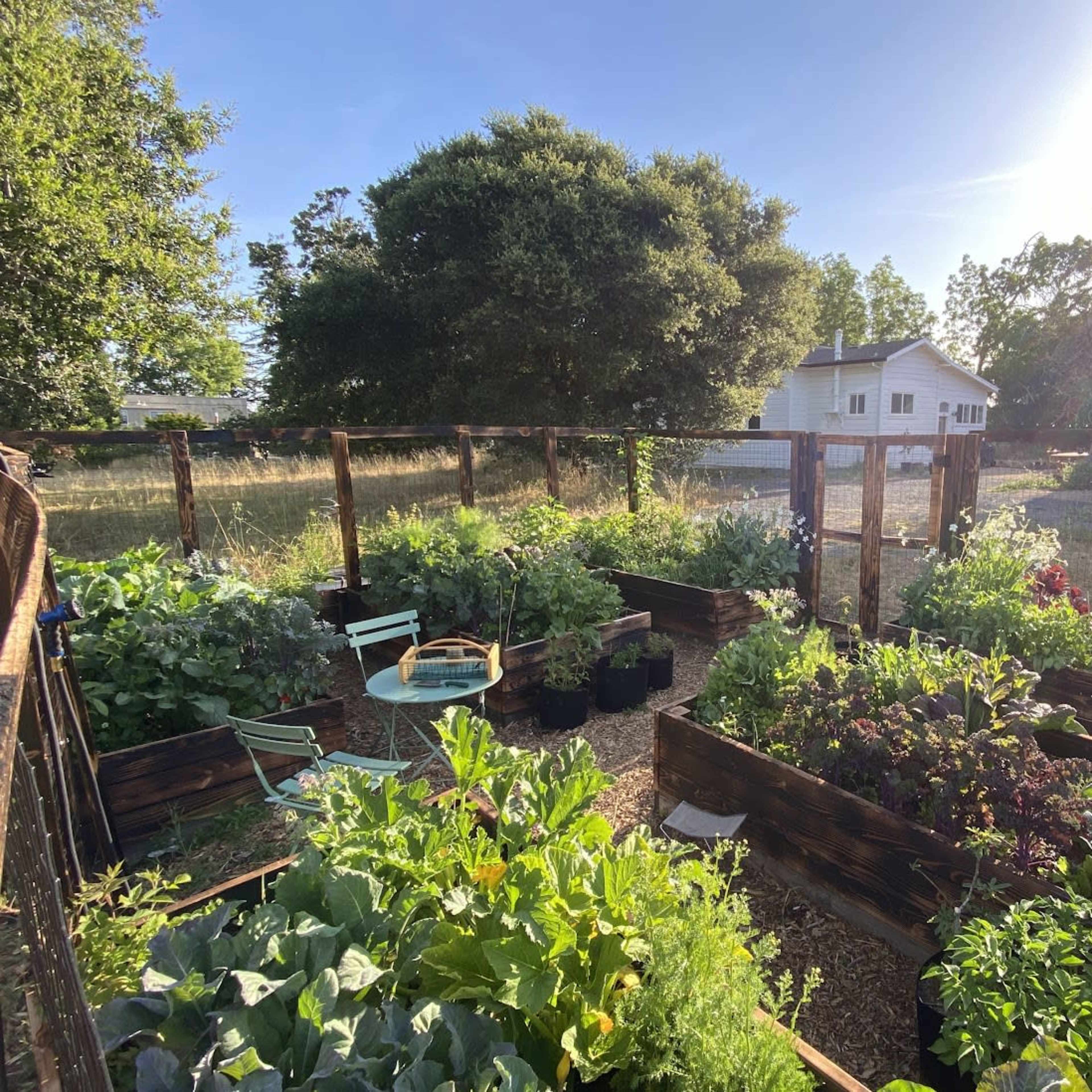 A well-organized vegetable garden enclosed by wooden fencing, with multiple raised beds filled with various leafy greens and vegetables, set against a backdrop of a house and a trailer in a rural area.