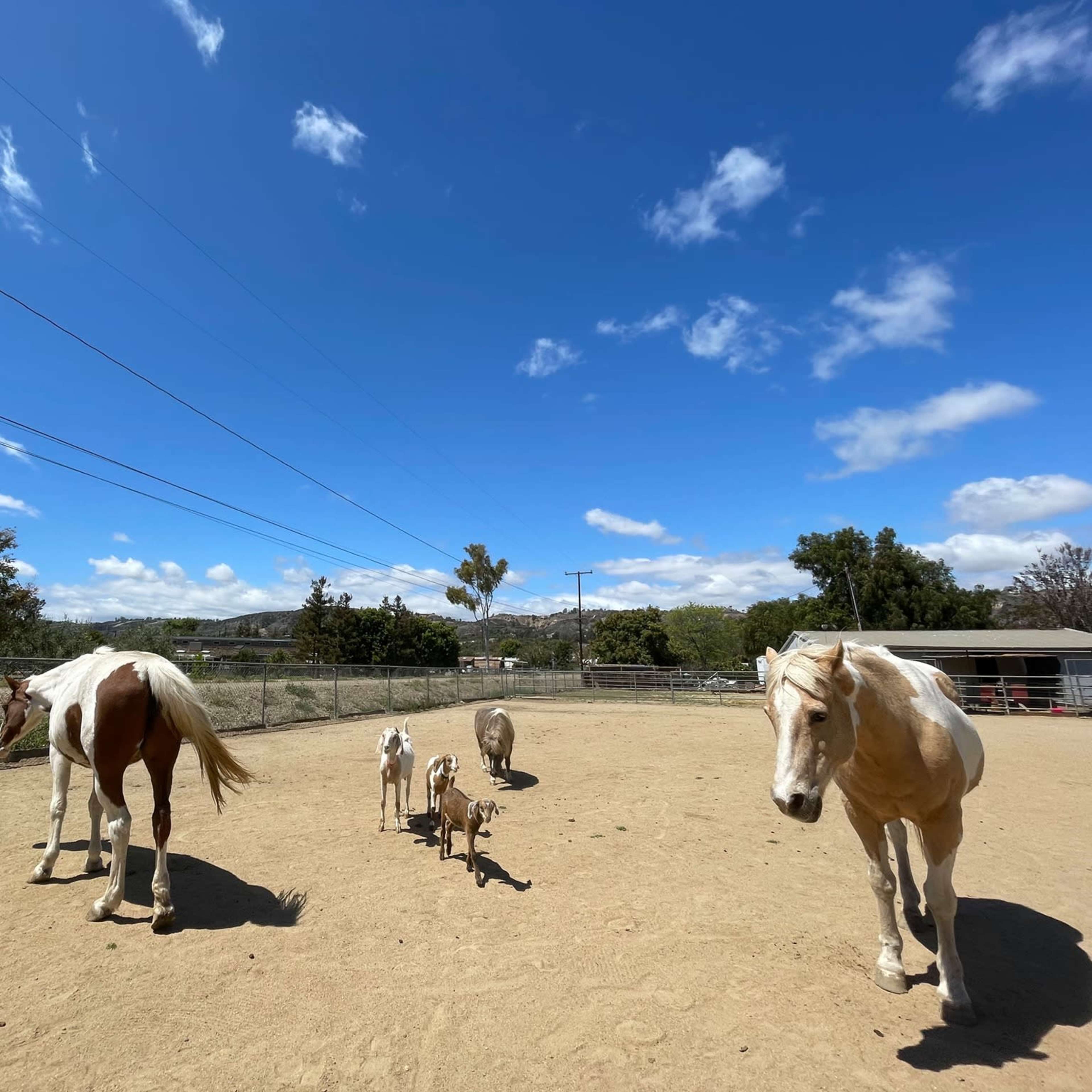 A group of horses and goats walk across a sandy paddock under a blue sky with scattered clouds.