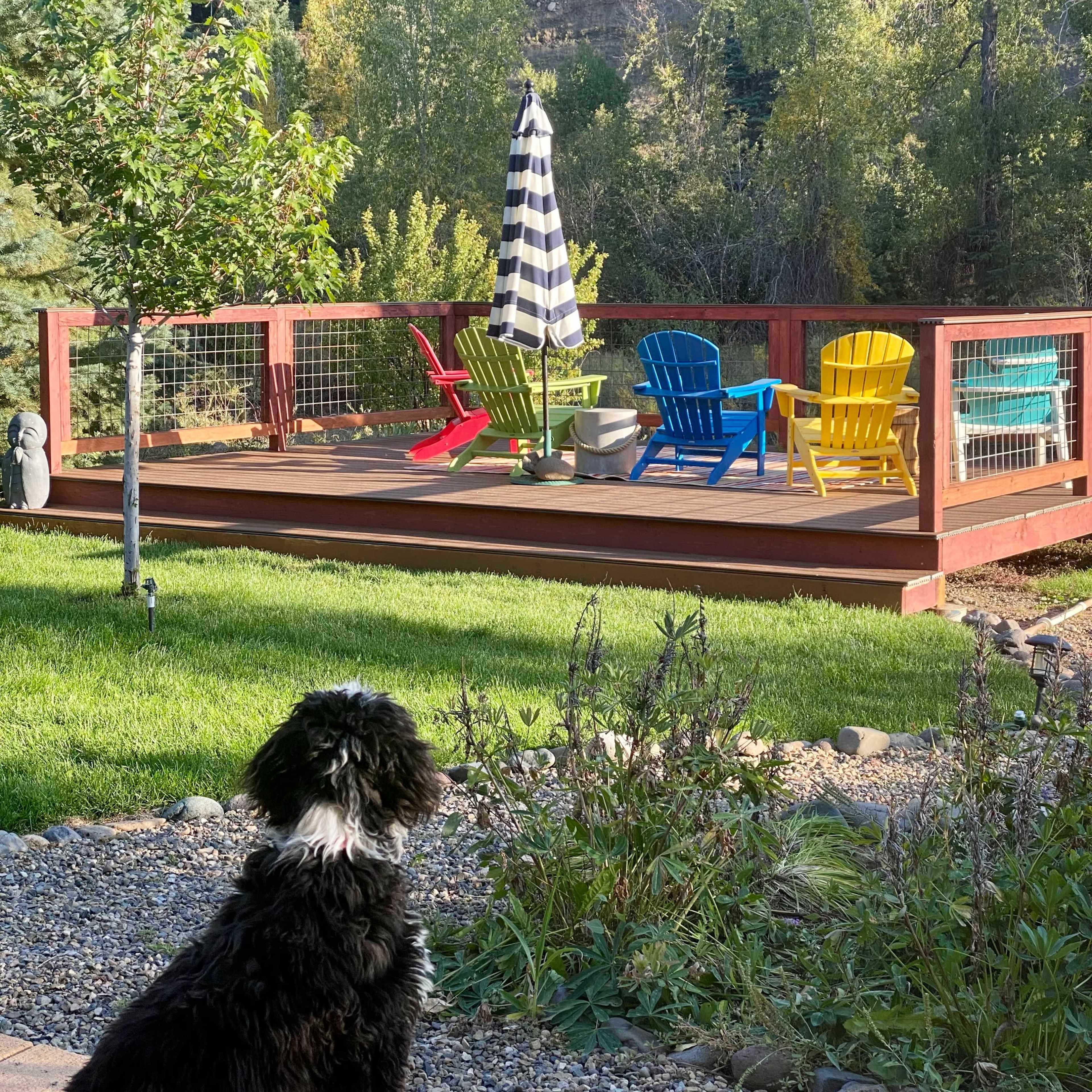 A black and white dog sits on a pathway, looking towards a deck with colorful chairs and an umbrella, surrounded by trees and a mountainous backdrop.