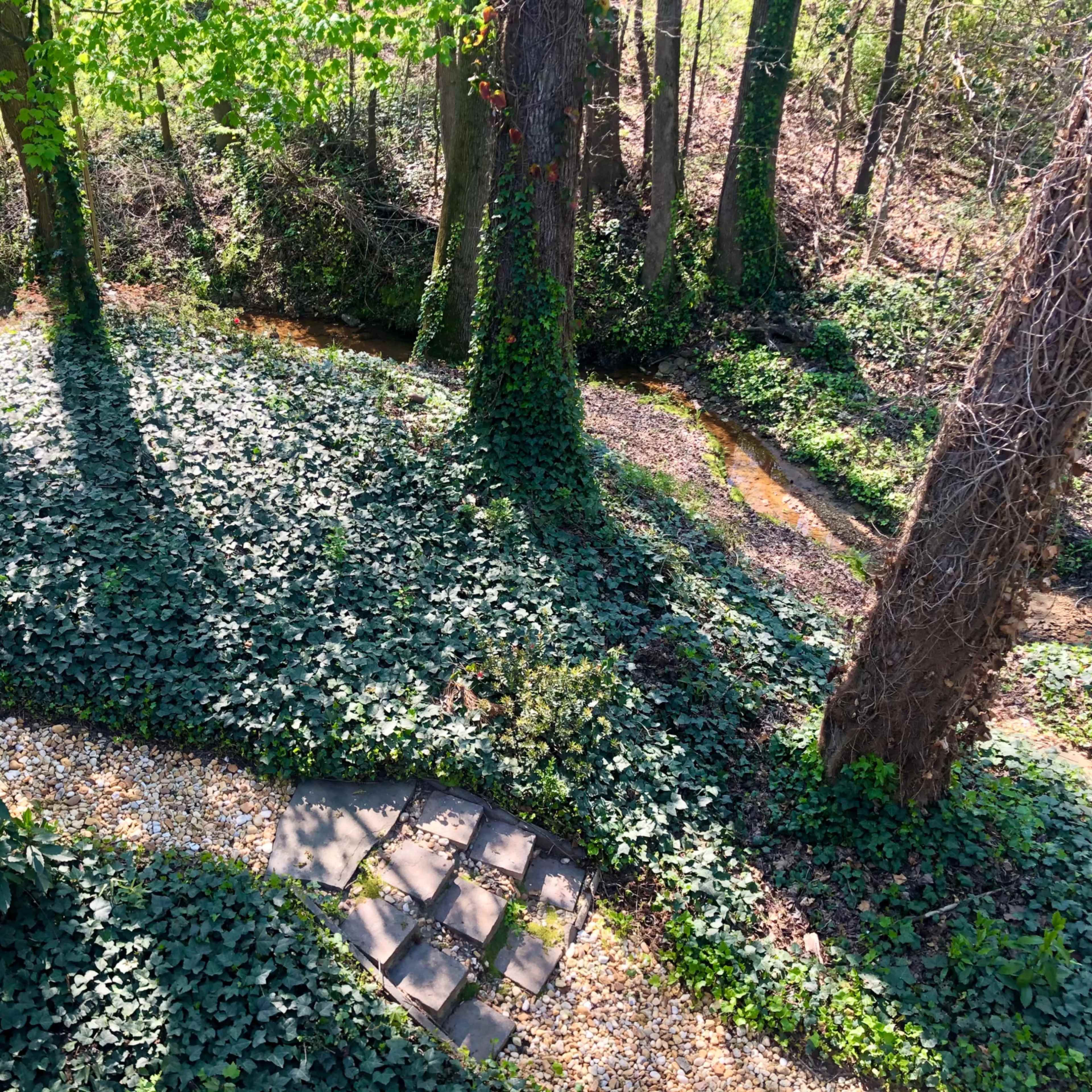 A garden path bordered by trees and ground cover of ivy, with a small stream running through it.