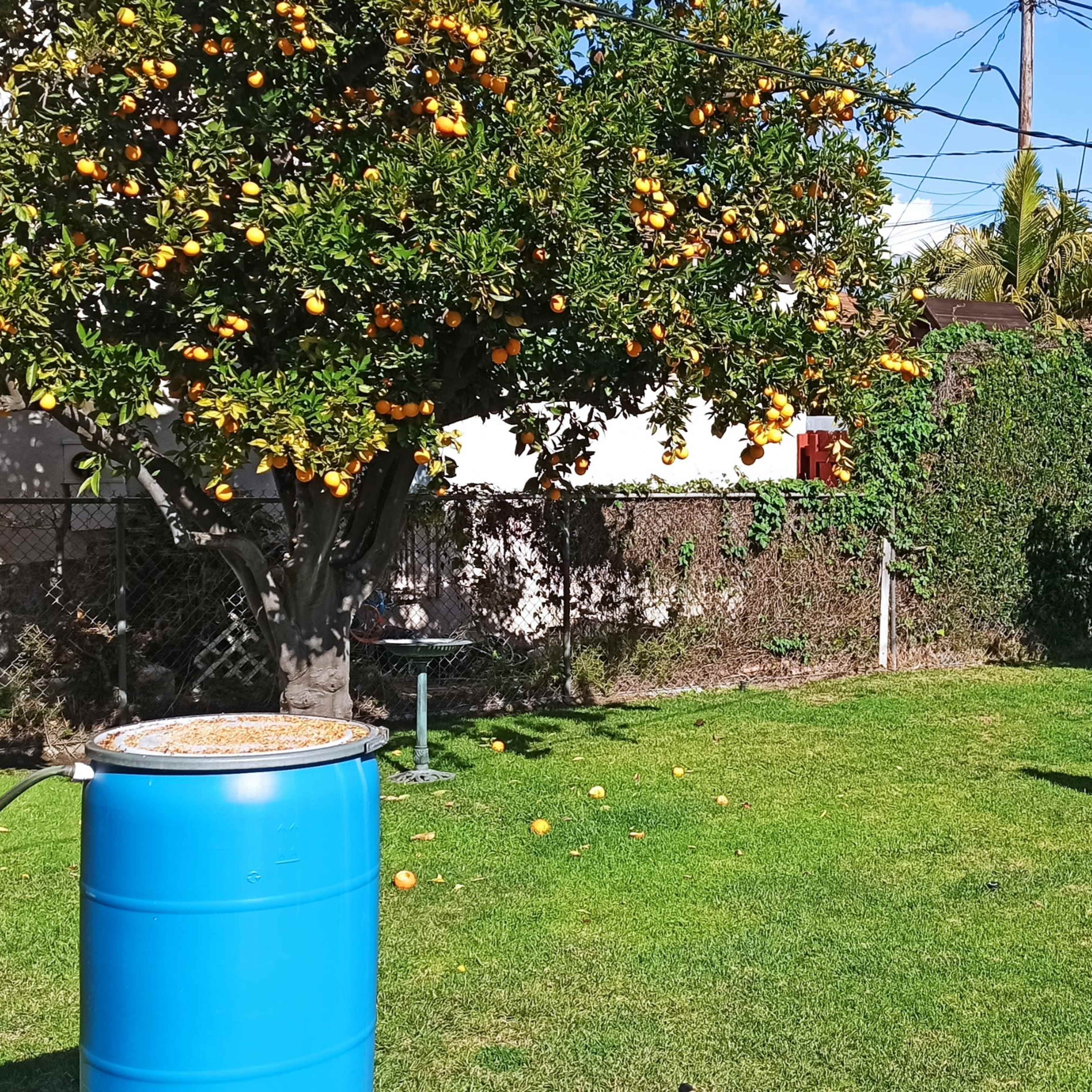 Enchanting, Spacious Backyard Oasis - Perfect for Events & Productions Image in Magnolia Park, Burbank, CA