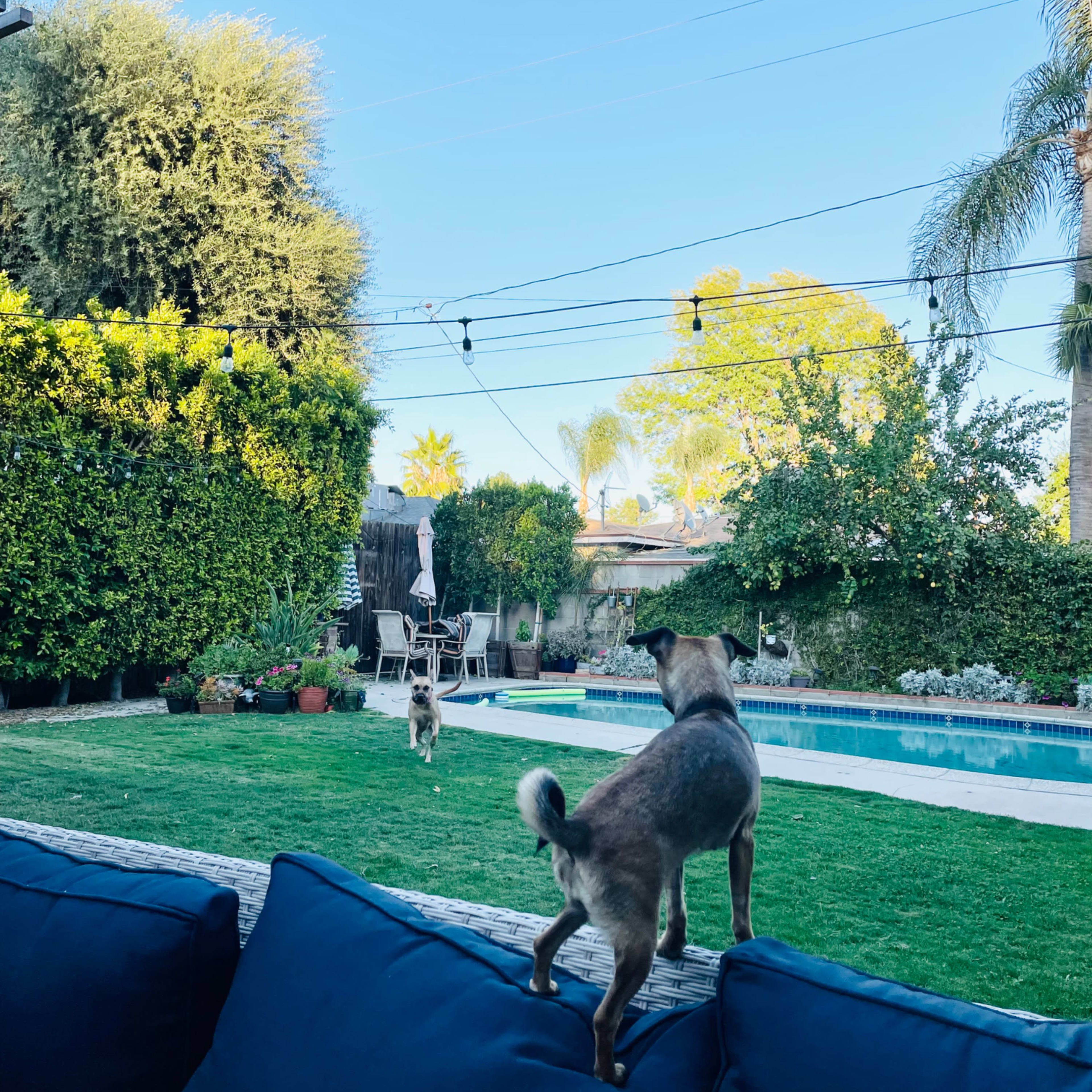 Two dogs are playing in a backyard with a swimming pool and greenery in the background.