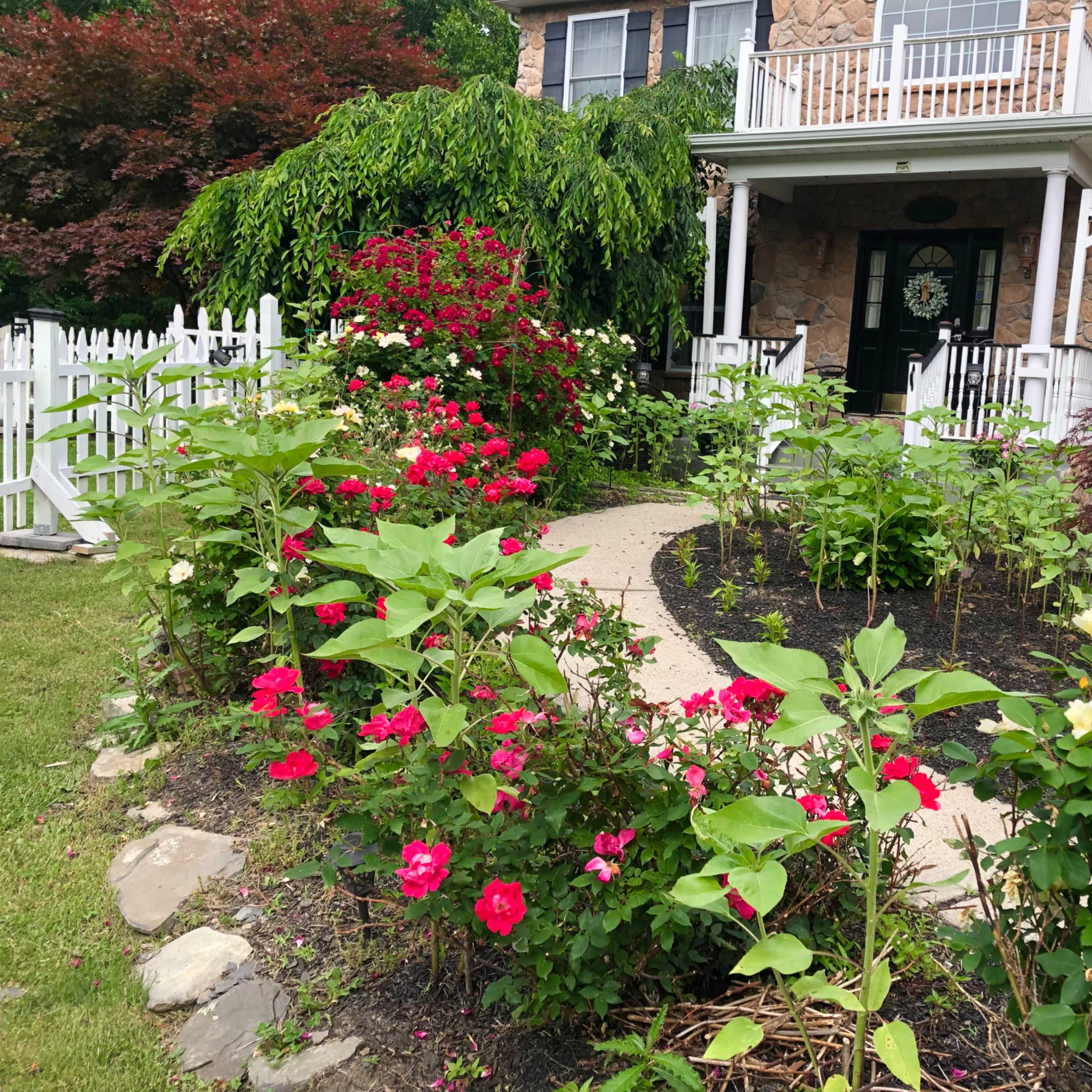 A well-maintained walkway winds through a flower garden filled with various blooming plants in front of a stone house.