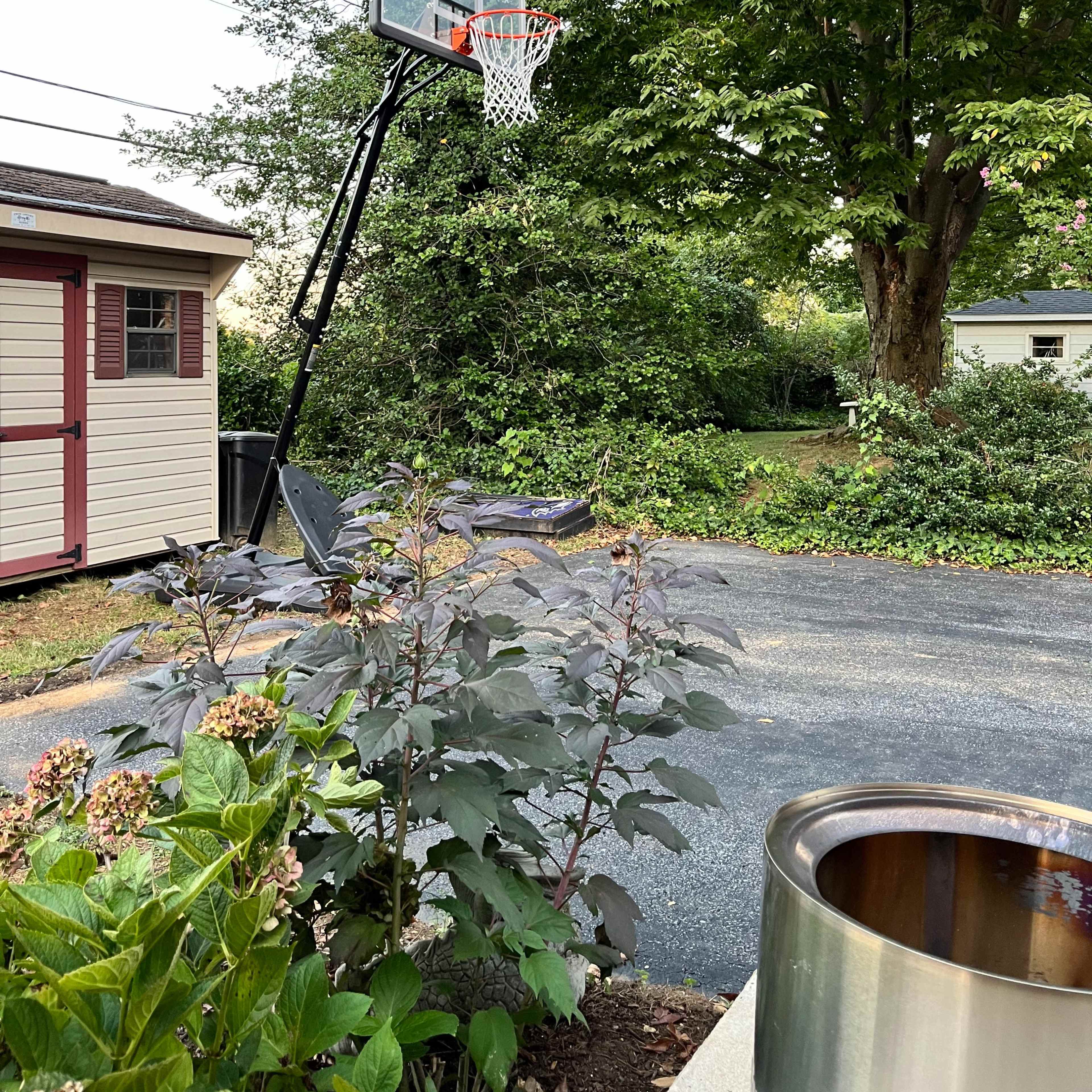 A basketball hoop set up in a residential yard next to a small building and some greenery.
