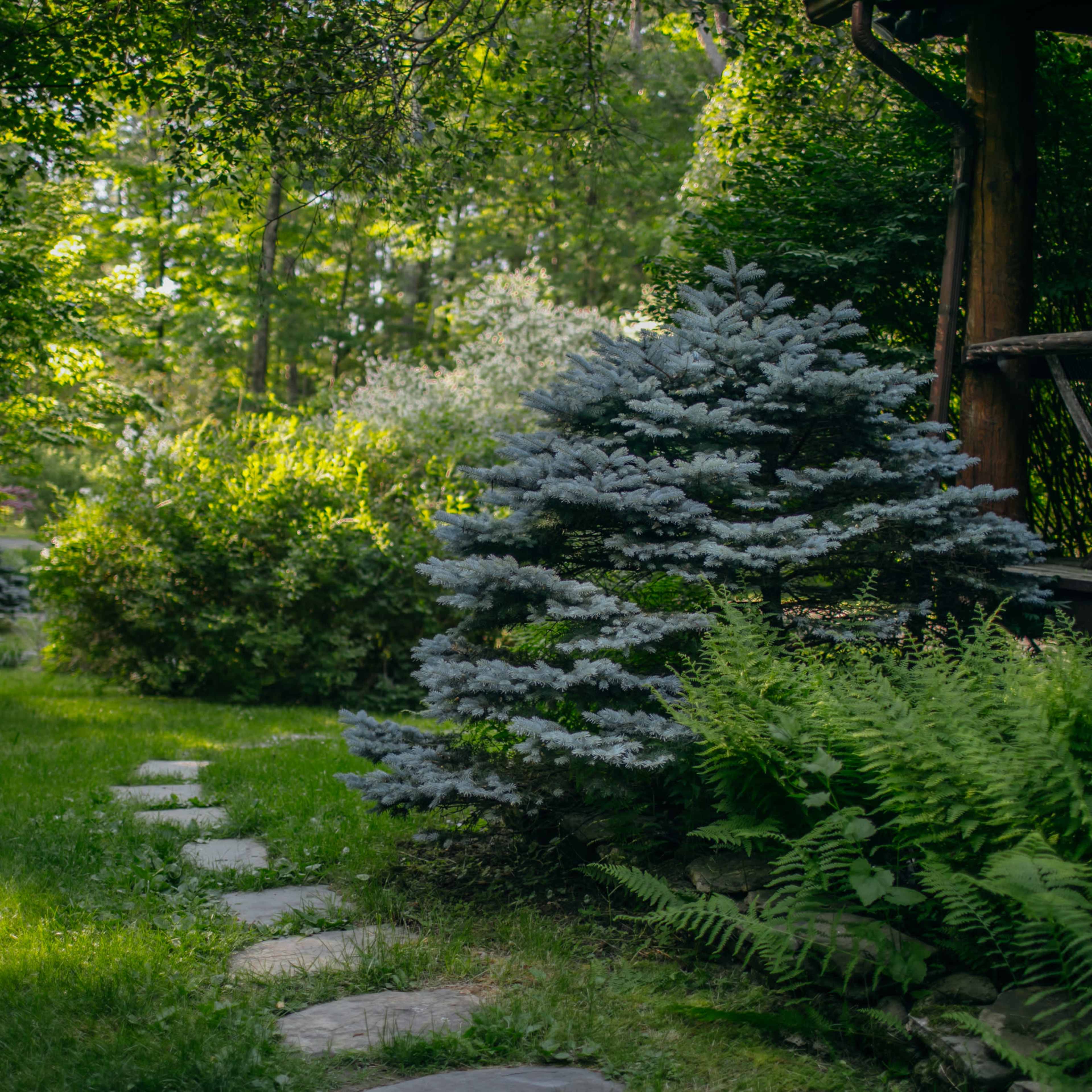 A stone pathway meanders through a lush garden featuring a blue spruce and various greenery.