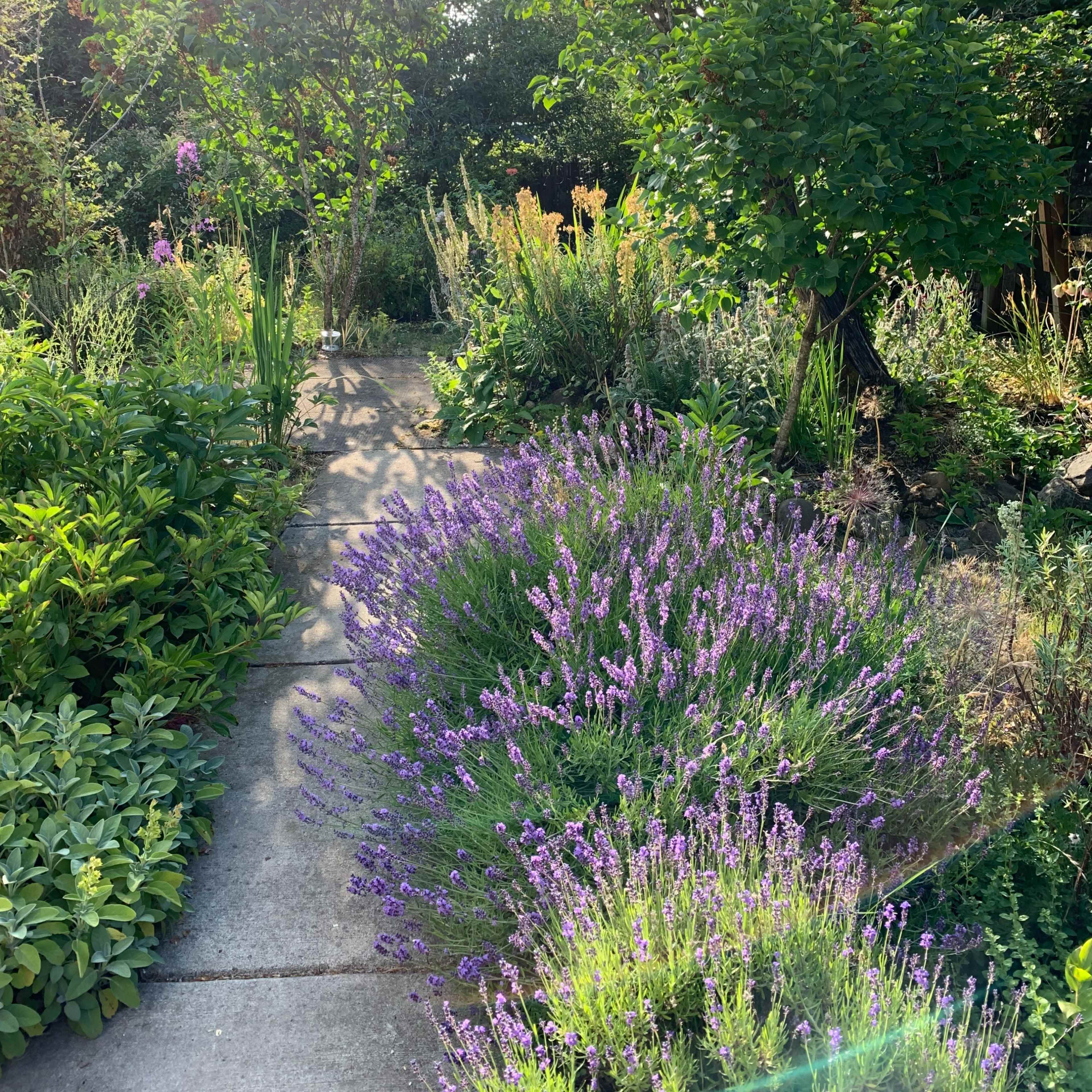 A concrete pathway is bordered by lavender and various plants in a vibrant garden.