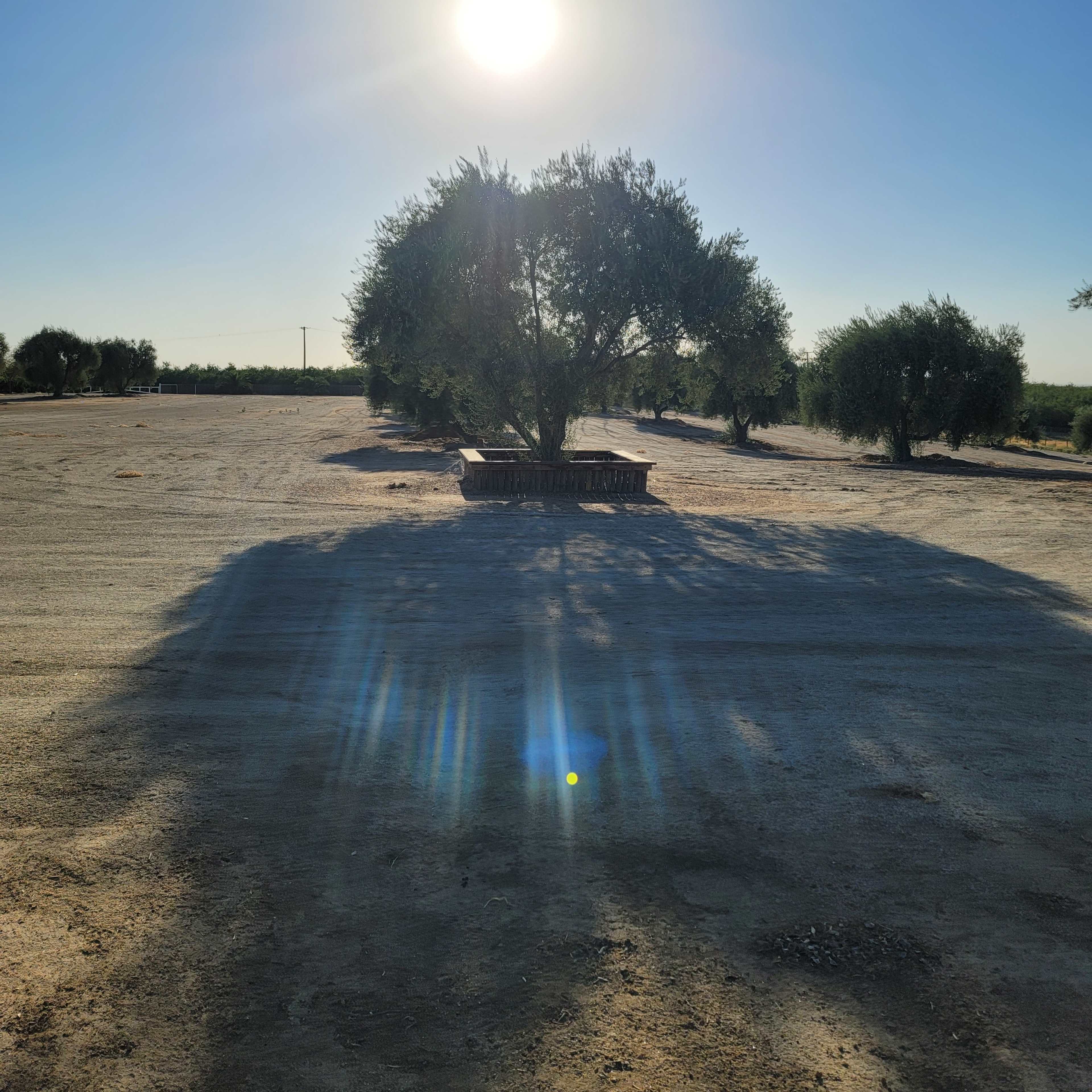 A single olive tree casts a long shadow on a gravel terrain under a bright sun.
