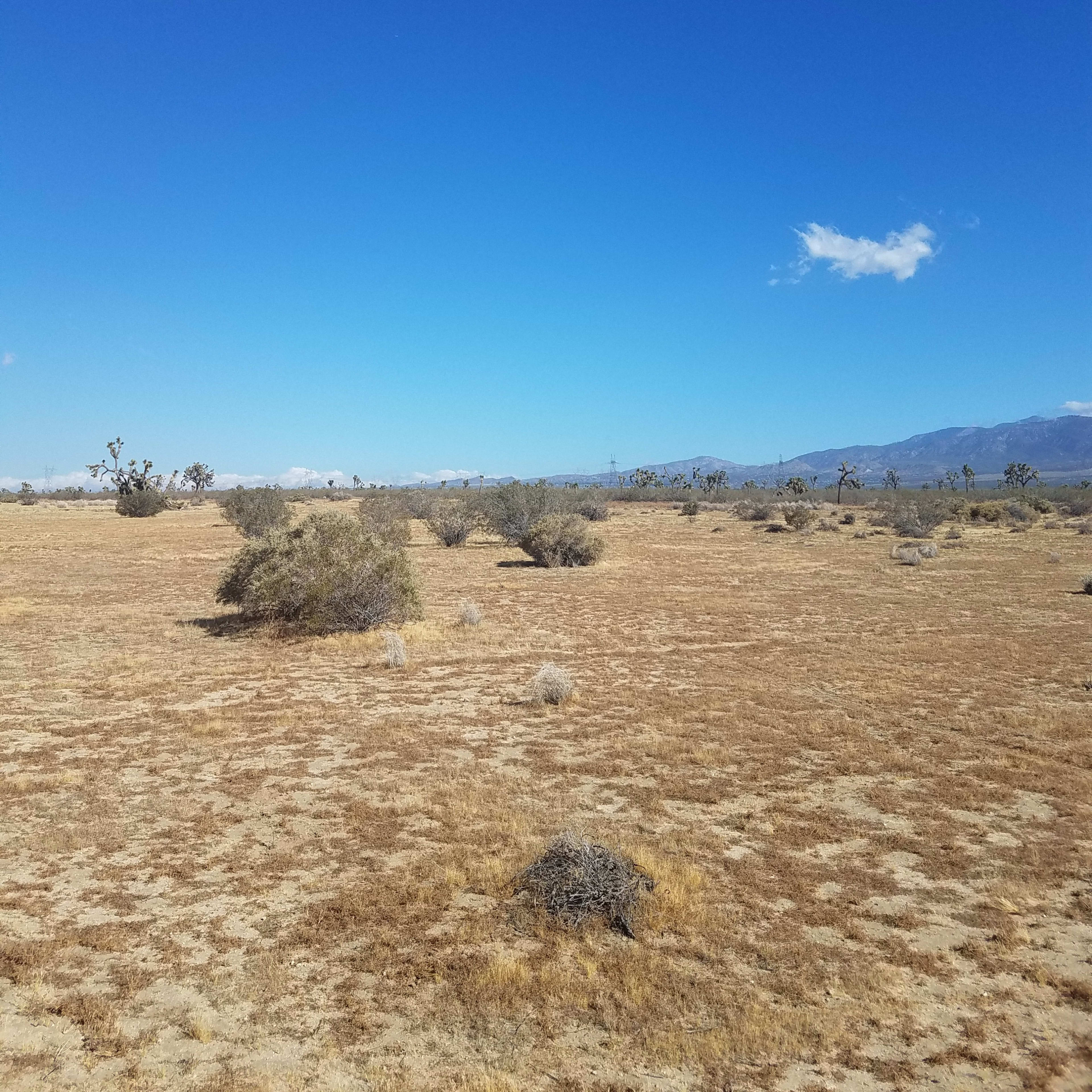 A barren landscape features scattered shrubs under a clear blue sky.