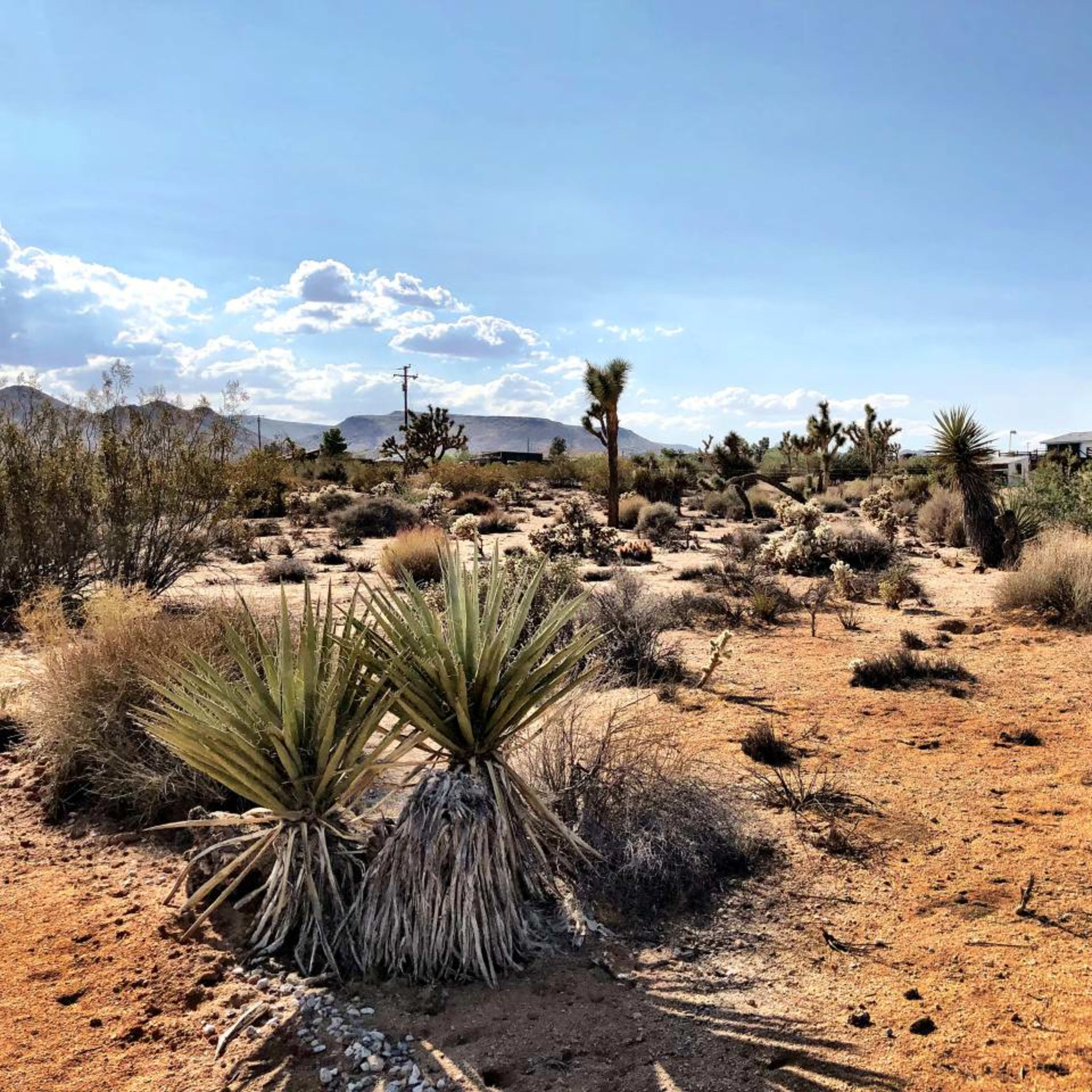 The scene depicts a desert landscape with scattered vegetation, including yucca plants, under a clear sky dotted with a few clouds.