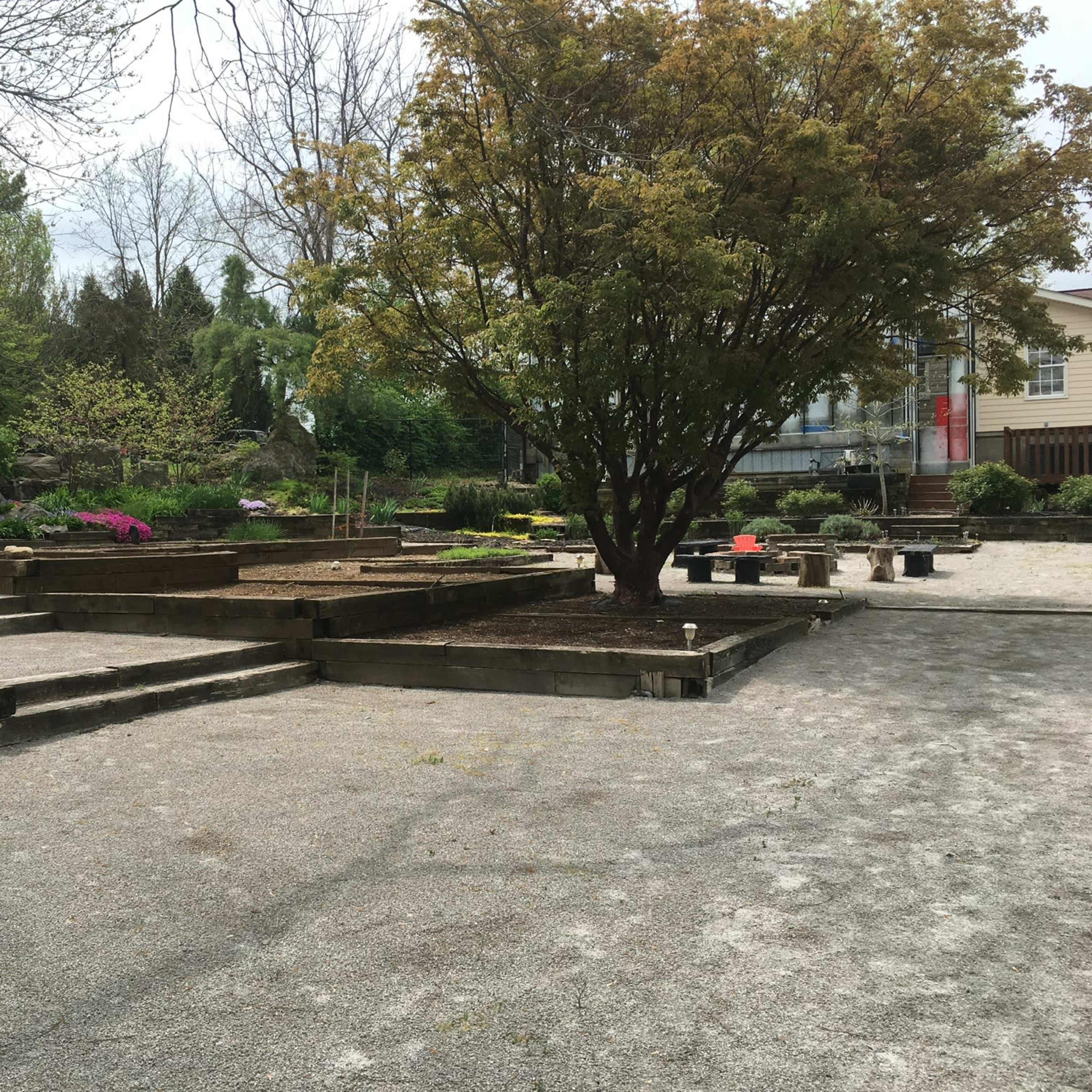 A gravel garden area with wooden raised beds and a large tree in the center, surrounded by shrubs and a building in the background.