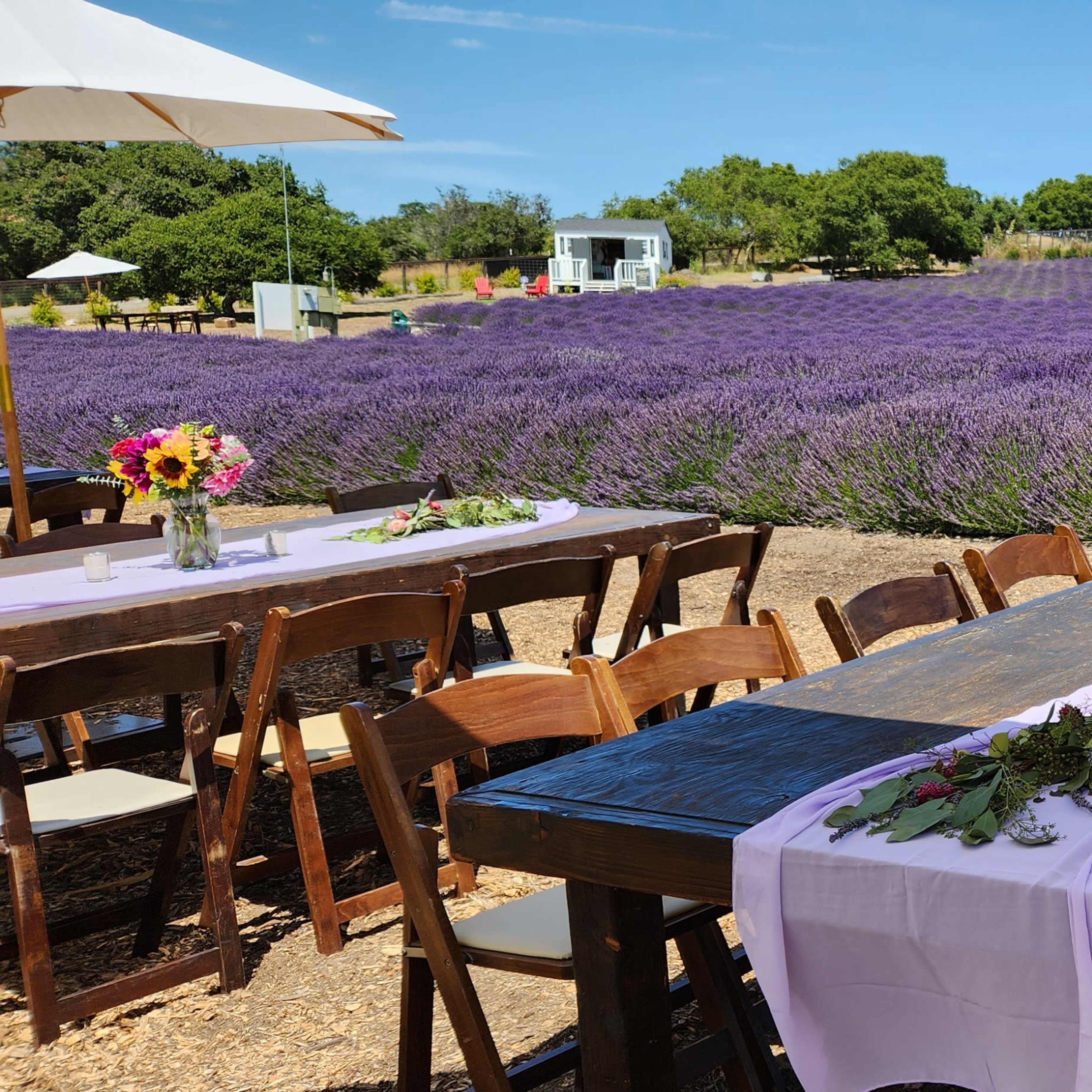 A long wooden table is set with flowers and tableware, overlooking a field of blooming lavender.