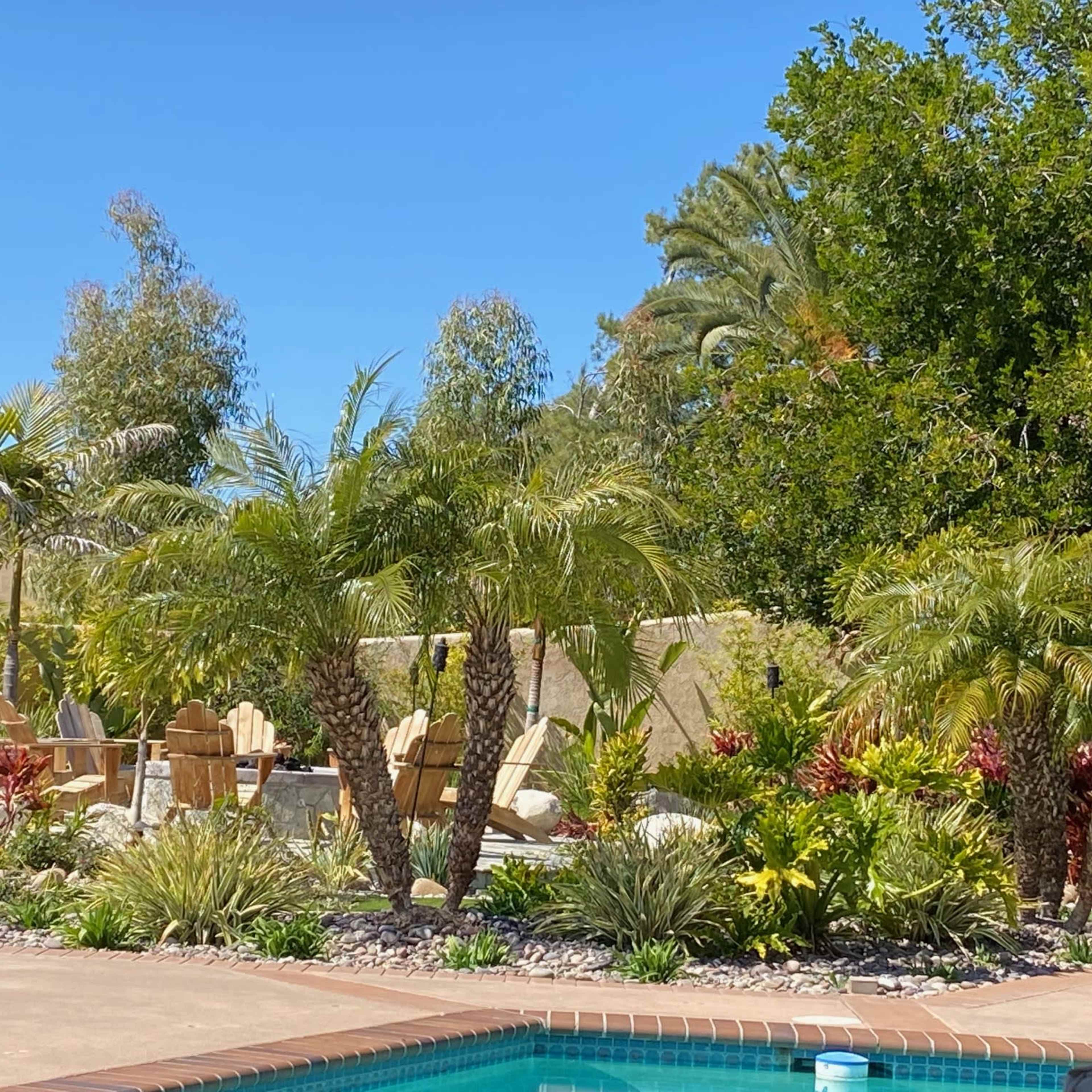A well-landscaped backyard with various palm trees, shrubs, and a swimming pool.