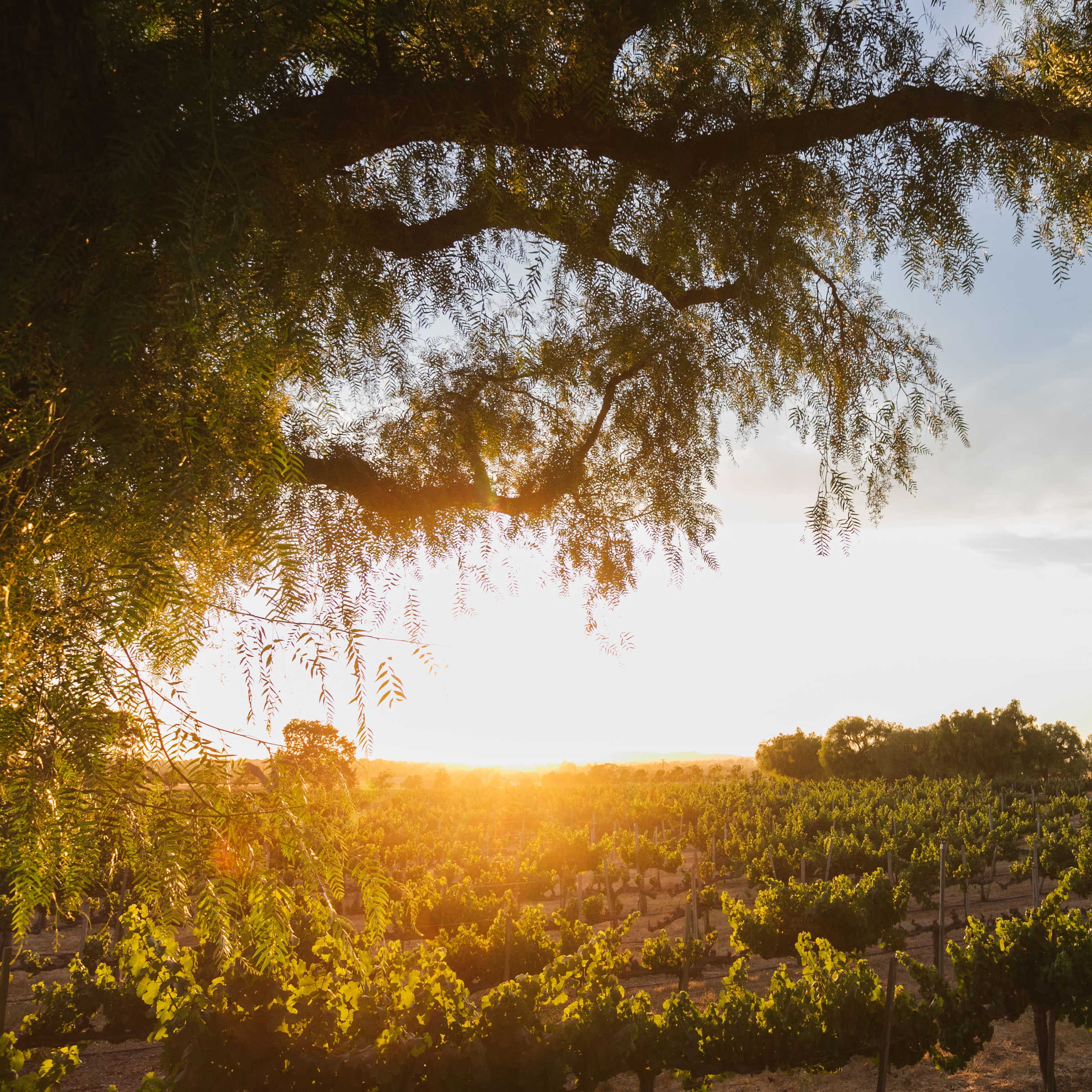 Your Private Vineyard Estate for the Day Image in , Solvang, CA