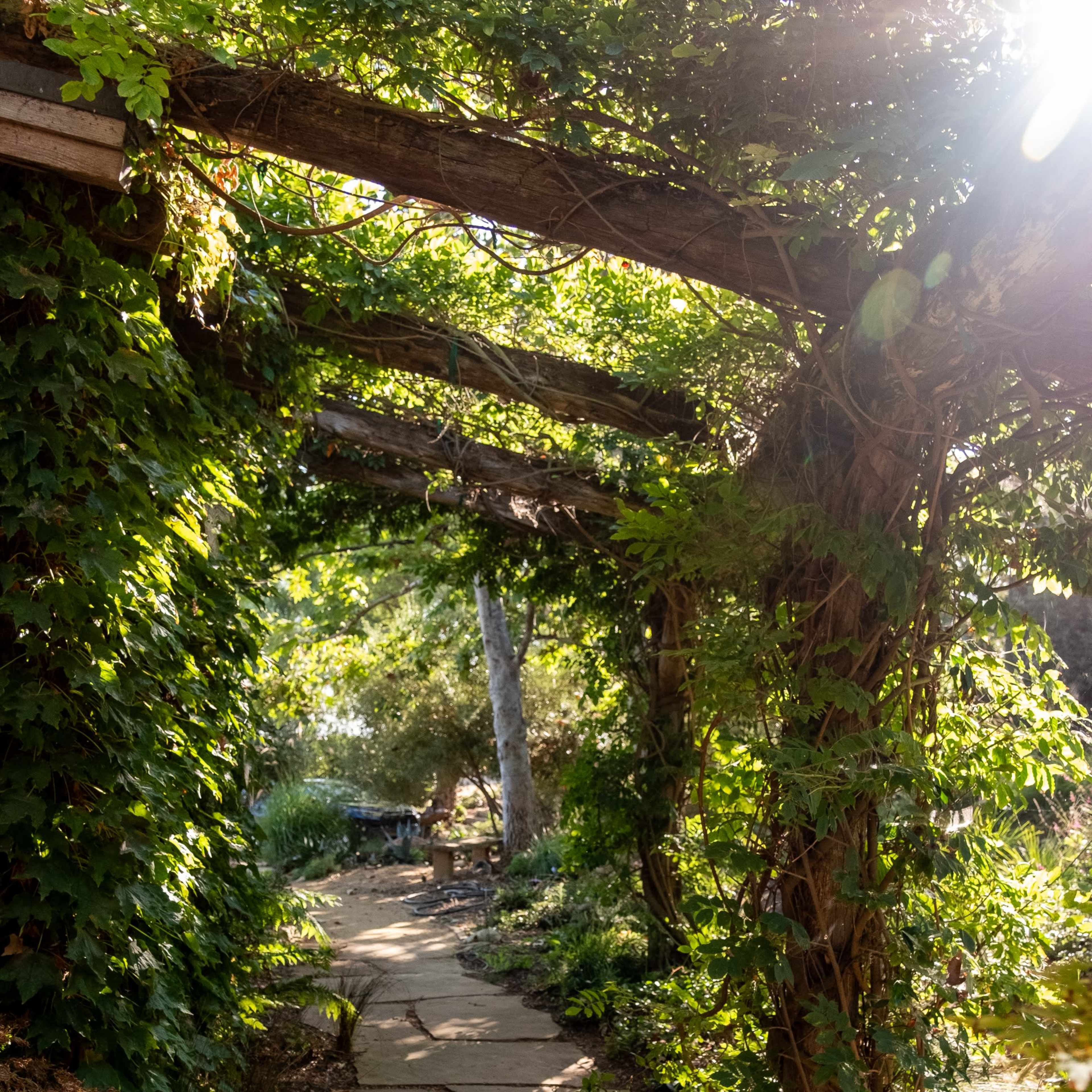 A stone path winds through a lush, green garden shaded by a wooden trellis covered in vines.