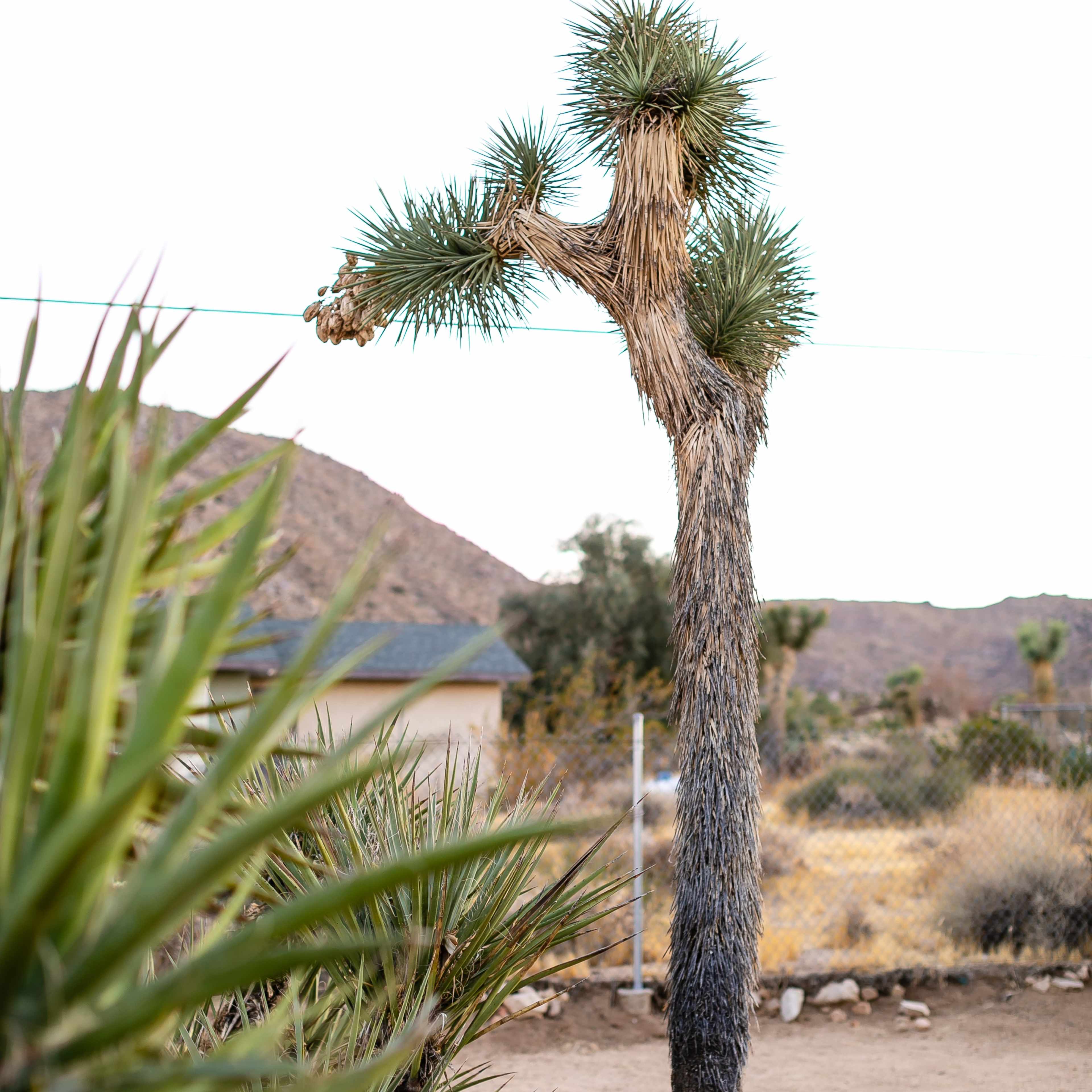 A tall Joshua tree stands in a desert landscape, surrounded by spiky green plants and rocky terrain.