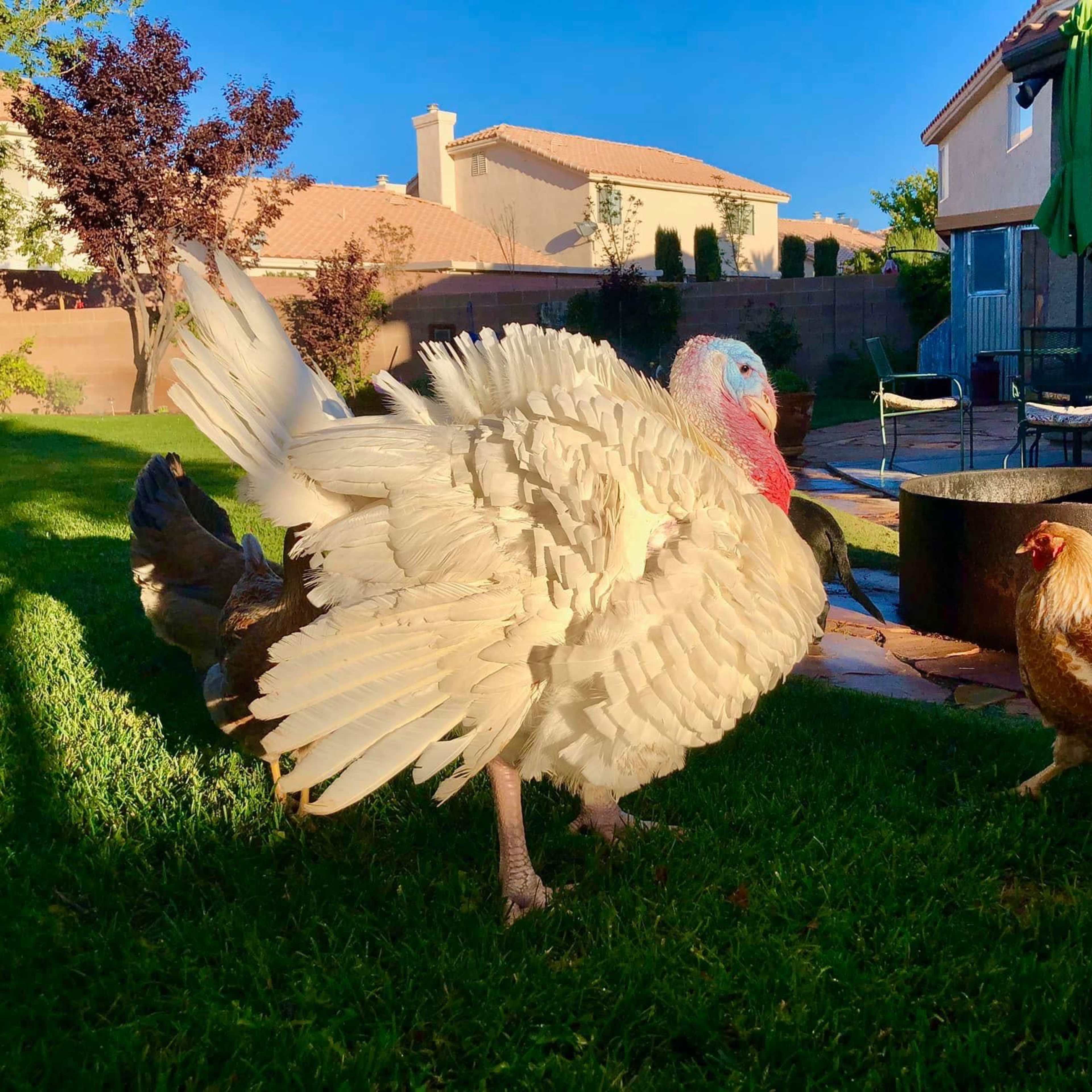 A turkey and a chicken are walking on green grass in a backyard with a patio and a fire pit in the background.