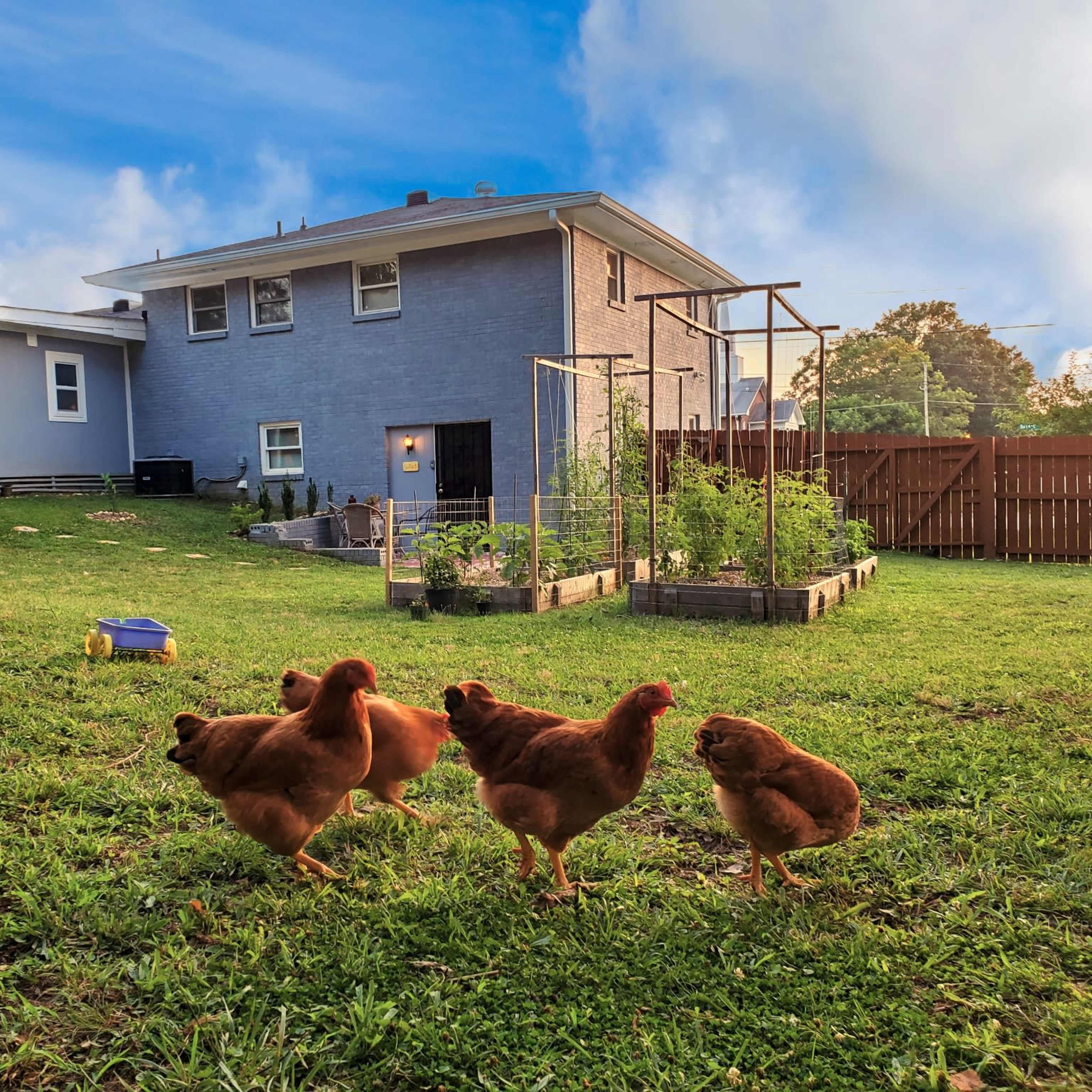 A flock of brown chickens walks across a grassy yard in front of a gray house with a vegetable garden and fencing in the background.
